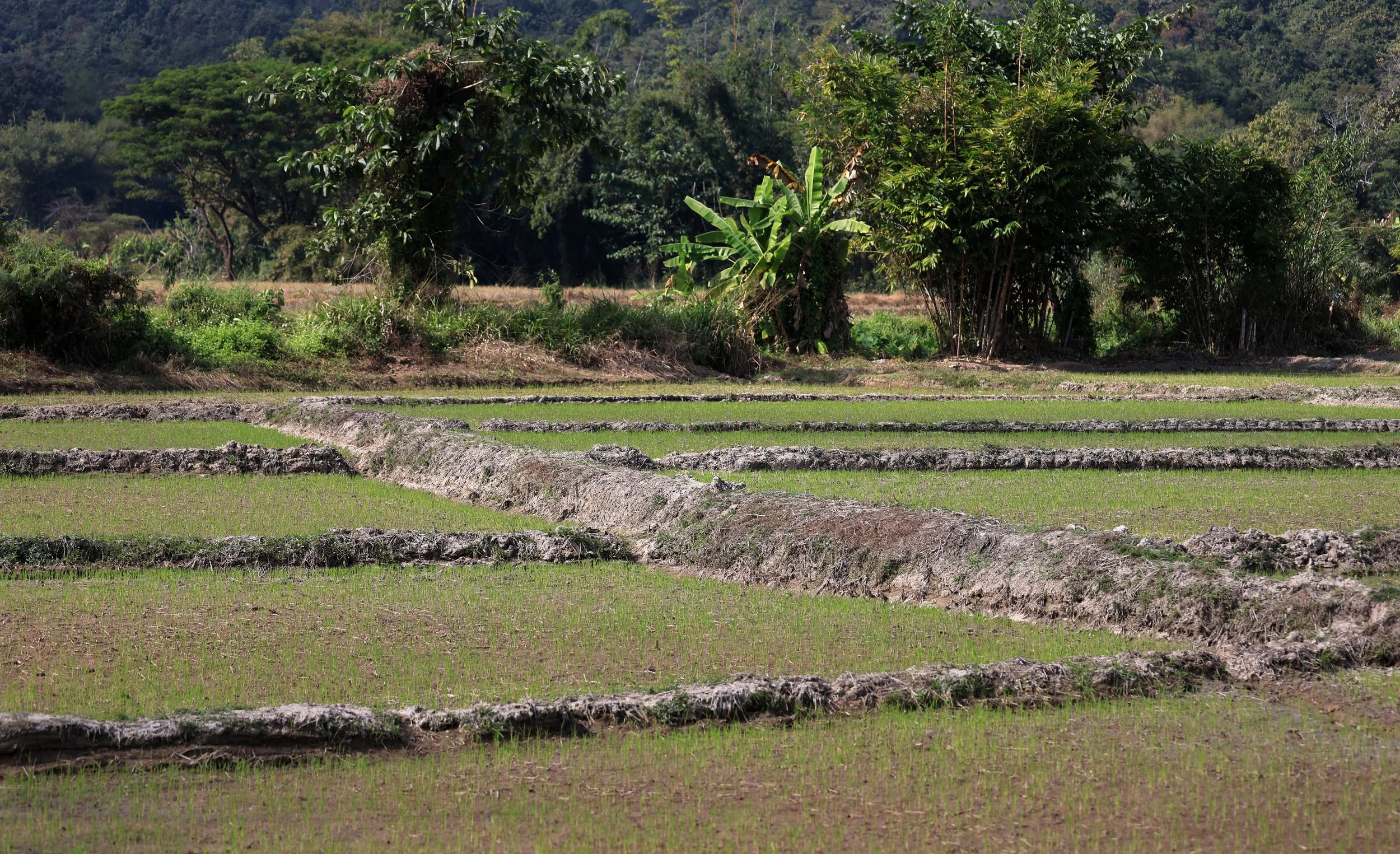 Phra That Pha Chang - Phayao Province (1).jpg