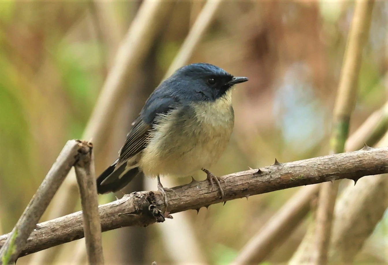 FLYCATCHER - SLATY-BLUE FLYCATCHER - Ficedula tricolor - DOI SAN JU (DOI LANG WEST) FEB 2022 (1).jpg