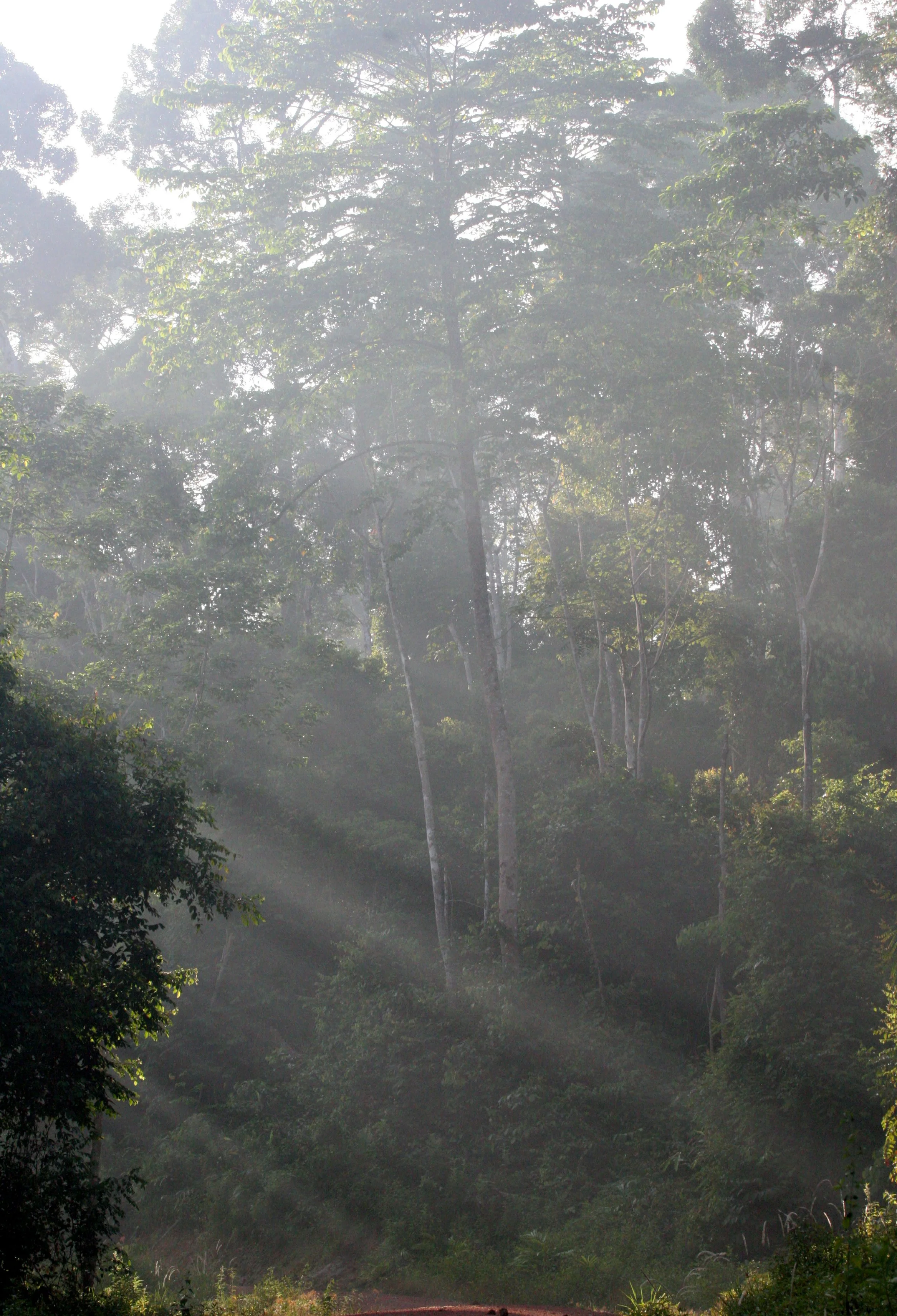 TABIN WILDLIFE RESERVE BORNEO - CORE AREA FOREST VIEW (9).JPG