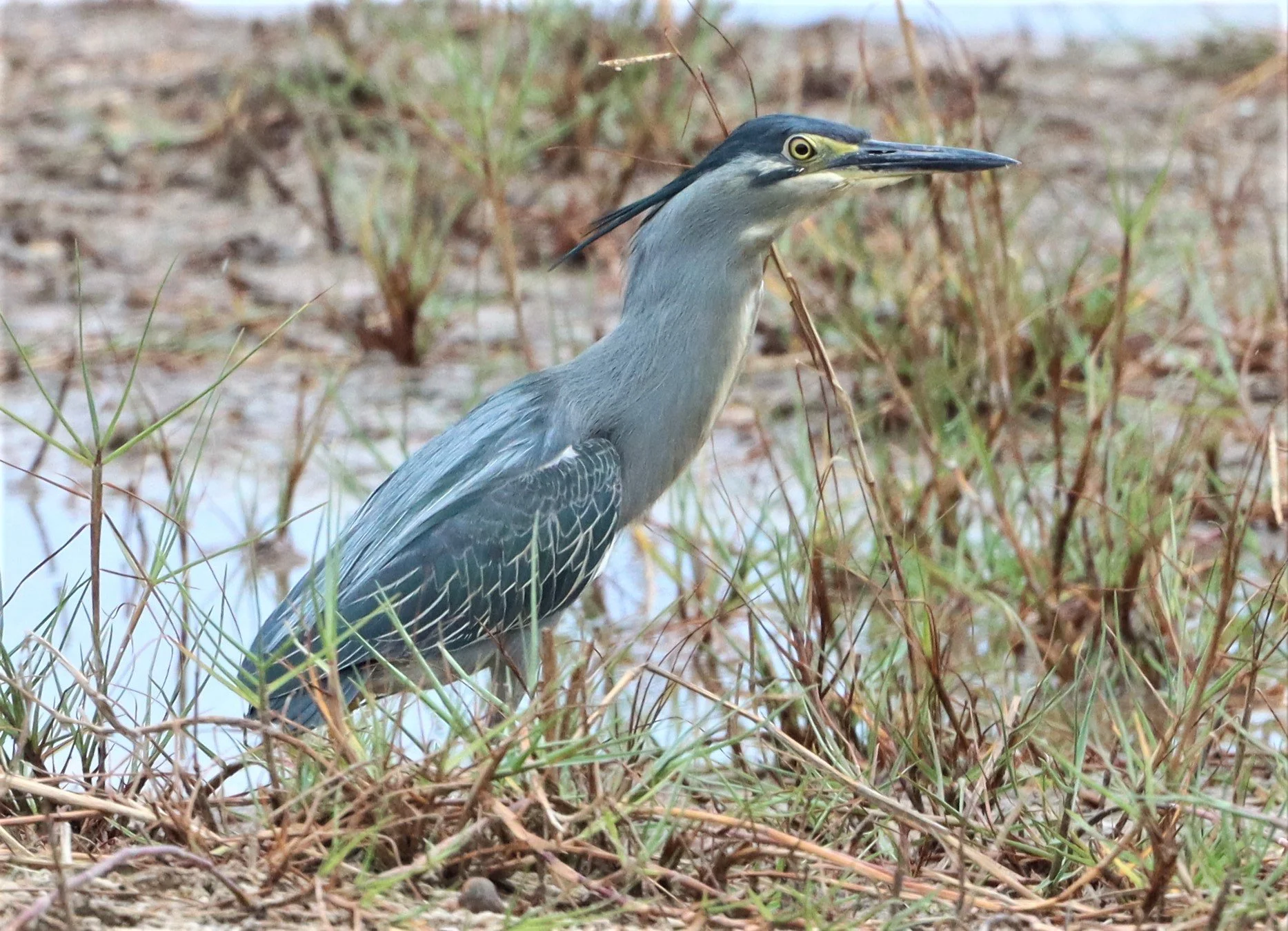 Little Heron (Butorides striatus)