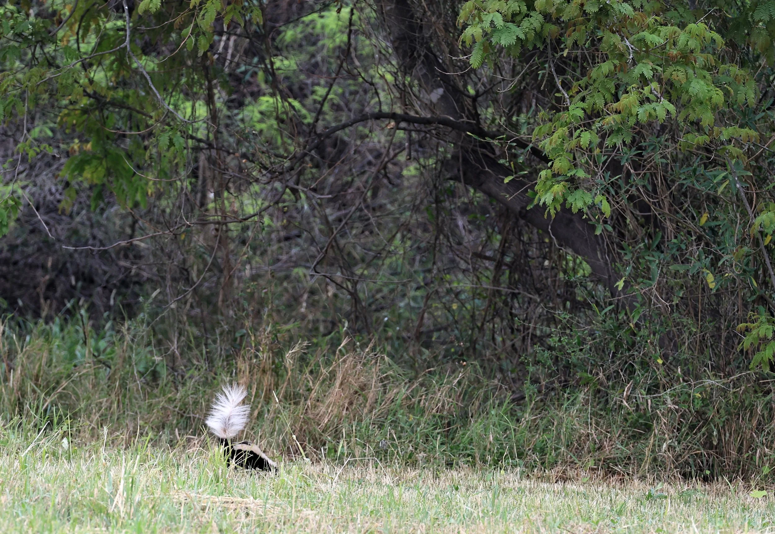 Molina's Hog-nosed Skunk (Conepatus chinga) Estancia Campo'i Paraguay  (1).jpg
