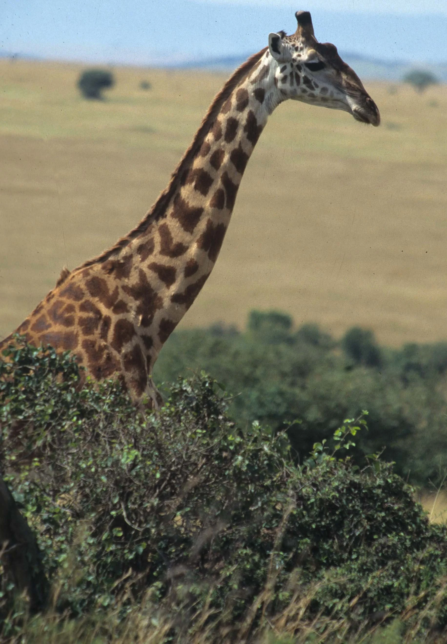 GIRAFFE-MASAI-SERENGETI 13.jpg