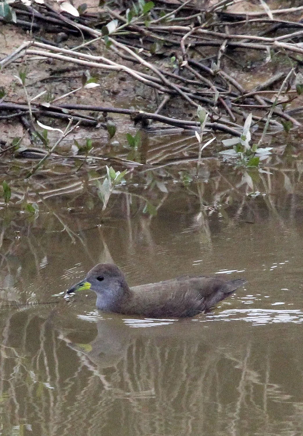 Brown Crake (Zapornia akool) Poyang Lak Jiangxi Province China (2).JPG