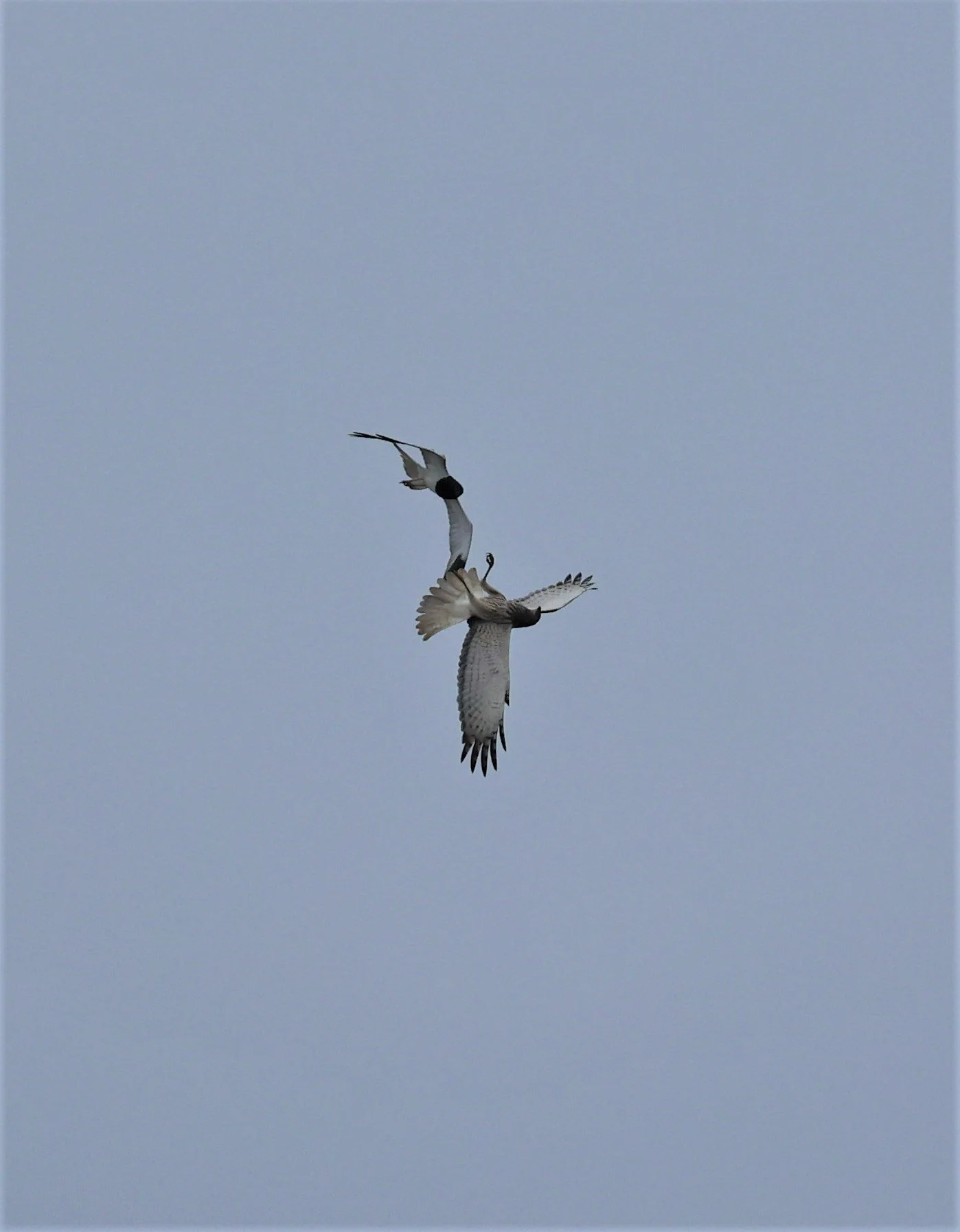 HARRIER - PIED HARRIER - Circus melanoleucos - YONOK CHIANG SAEN CHIANG RAI - ROOST Feb 2022 (52).jpg