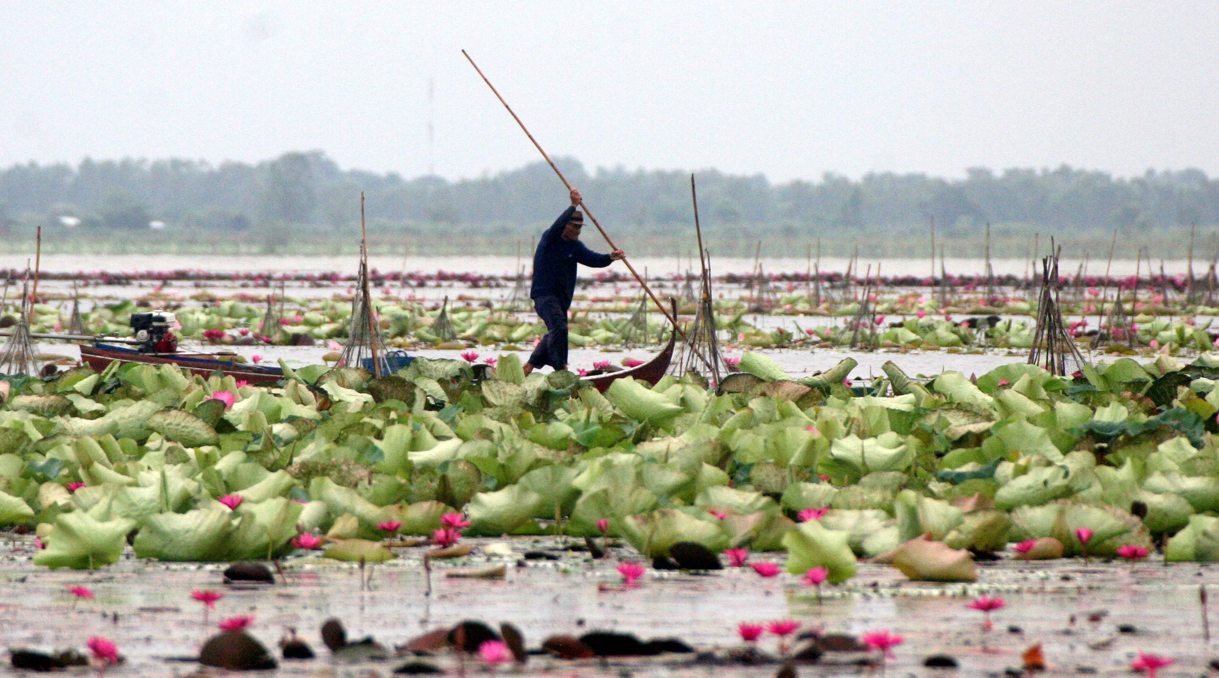 BUENG BORAPHET THAILAND - FISHER (2).JPG