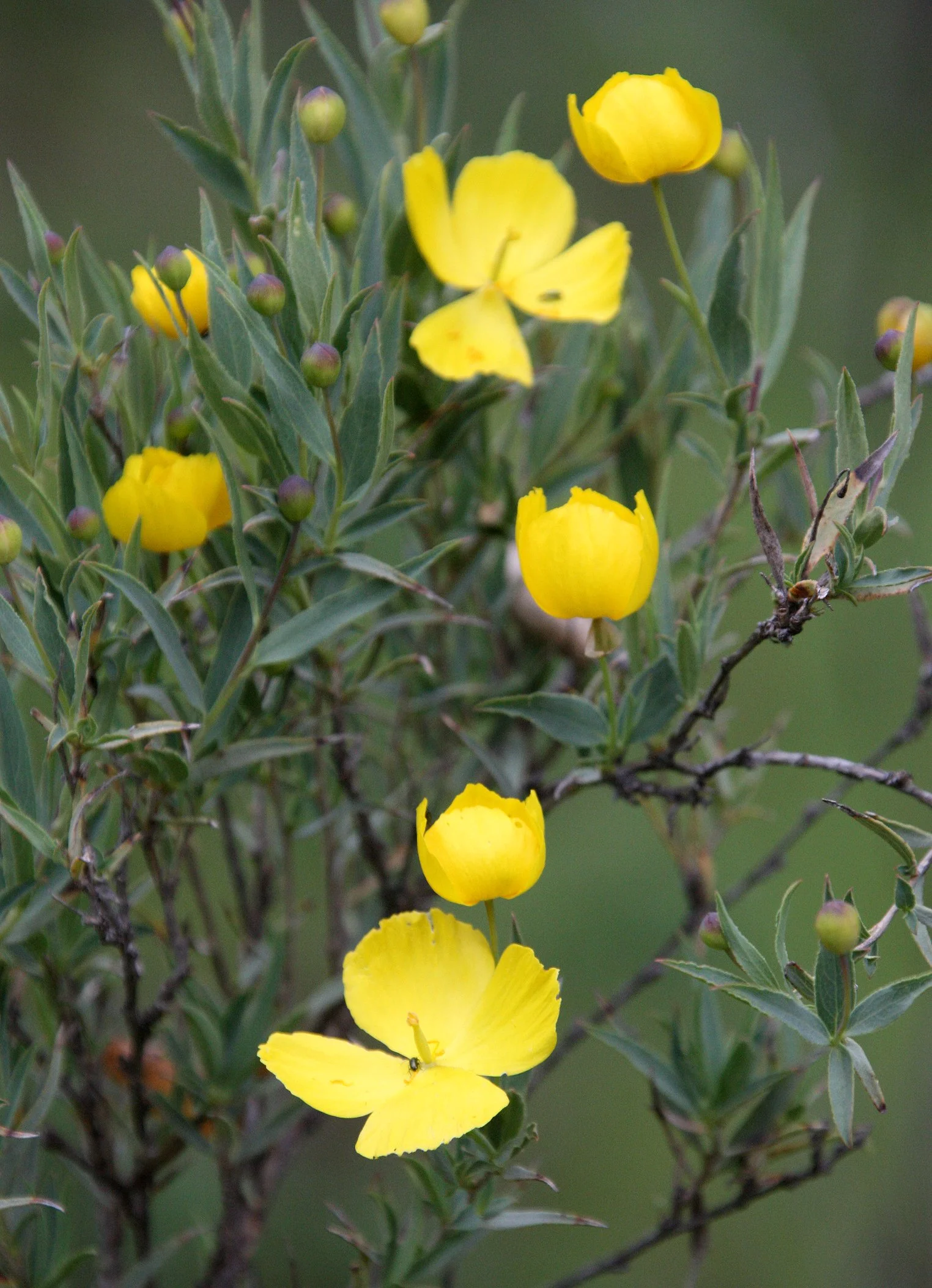 PAPAVERACEAE - DENDROMECON RIGIDA - BUSH POPPY - PINNACLES NATIONAL MONUMENT CALIFORNIA (2).JPG
