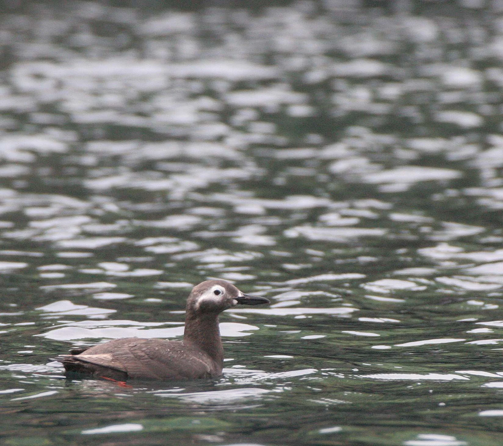 Cepphus carbo - SPECTACLED GUILLEMOT - MONERON ISLAND RUSSIA (29).jpg