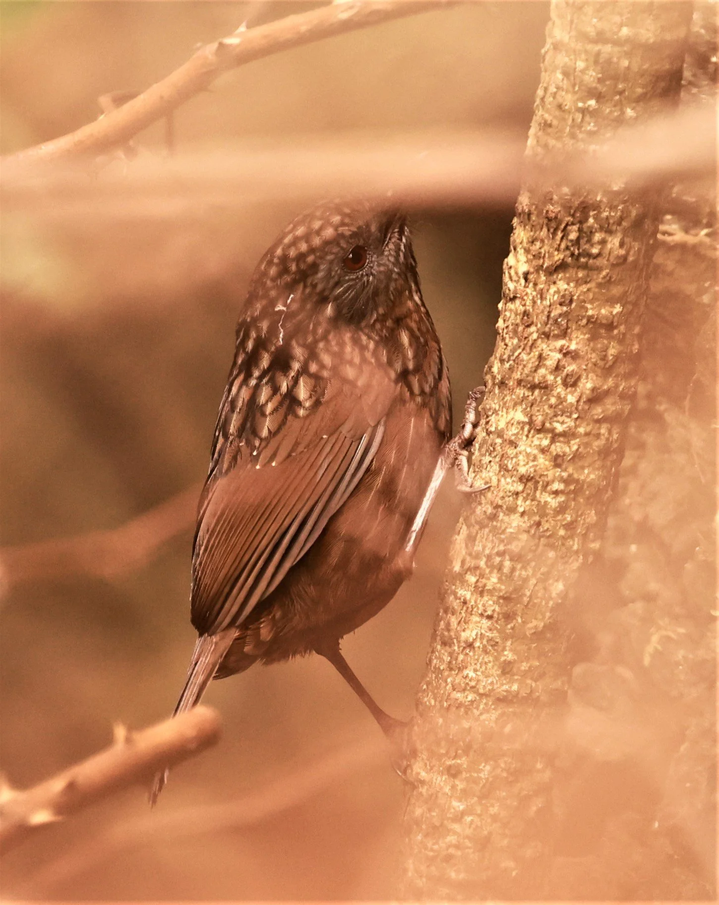 WREN-BABBLER - RUFOUS LIMESTONE WREN-BABBLER - Gypsophila calcicola - DOI ANG KHANG CHIANG MAI DEC 2022 (4).jpg