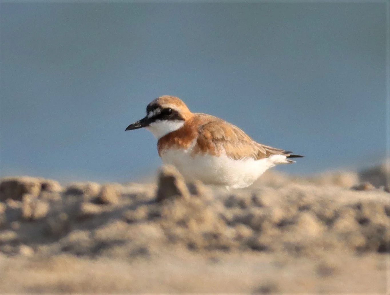 PLOVER - GREATER SAND-PLOVER -Charadrius leschenaultii - PAK THALE PETBURI (58).jpg