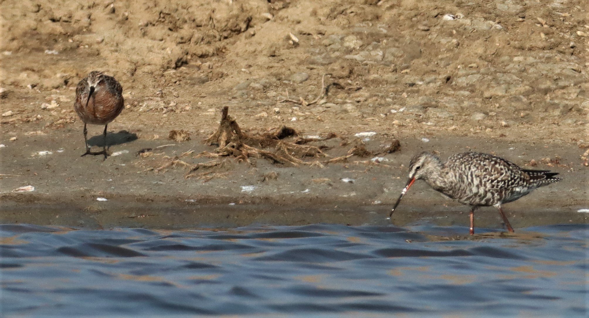 SANDPIPER - CURLEW SANDPIPER - Calidris ferruginea - WITH SPOTTED REDSHANK -BANG PAKONG SALT PANS CHACHOENGSAO WEST OF RIVER (1).jpg