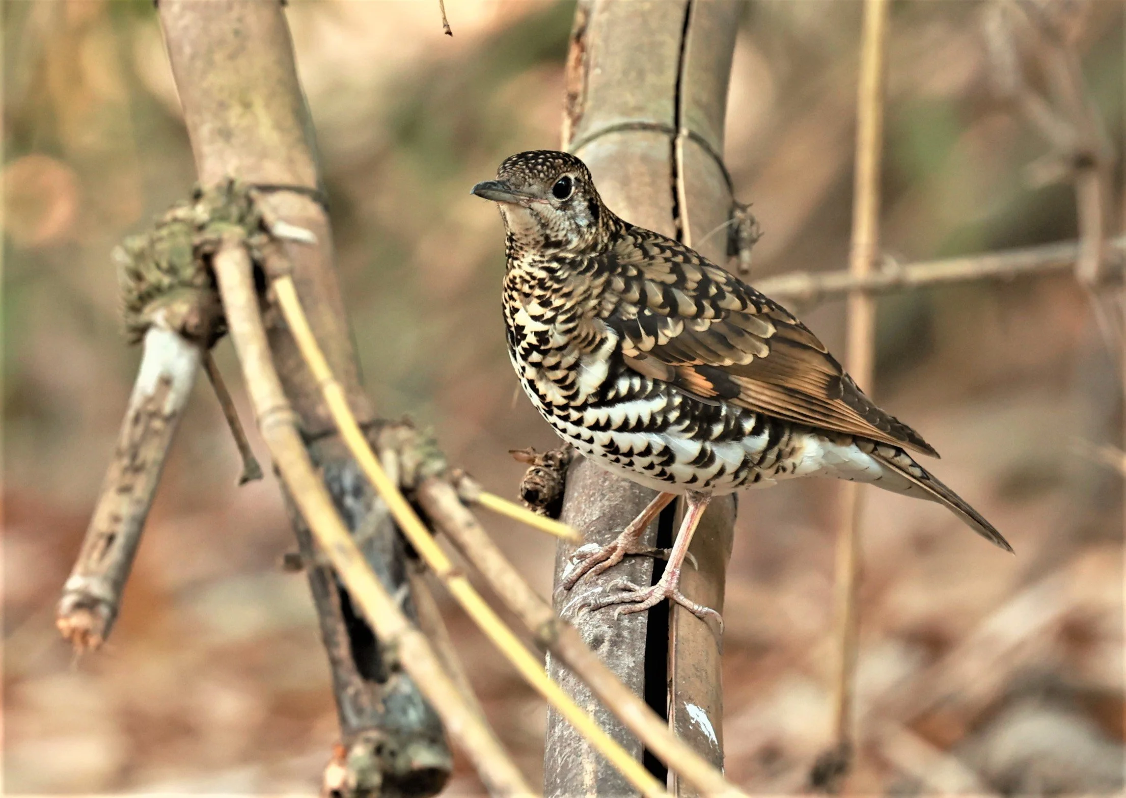 White's Thrush (Zoothera aurea) Putthamonthon Park Nakhon Pathom Thailand (221).jpg