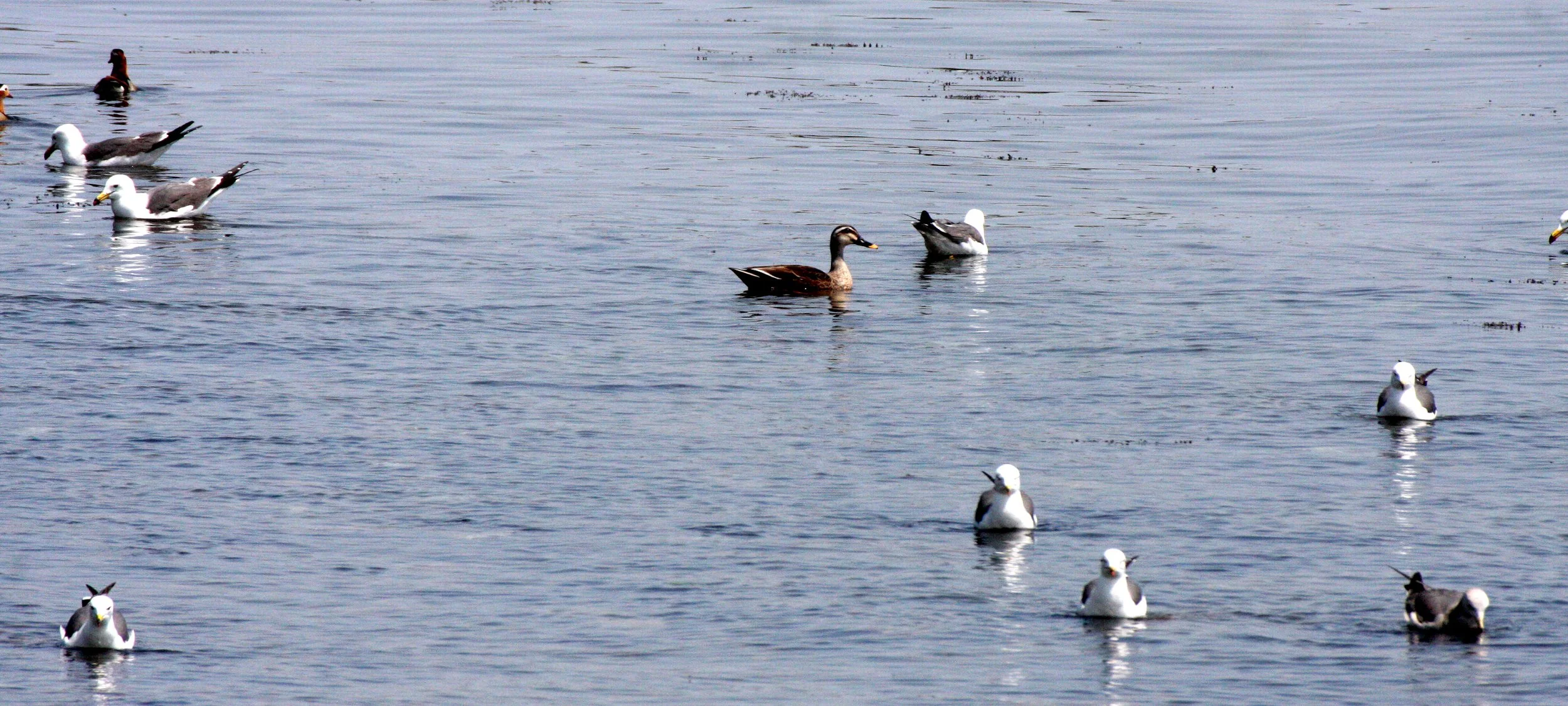 BIRD - GULL - BLACK-TAILED GULL - KAWAUCHI JAPAN (3).JPG