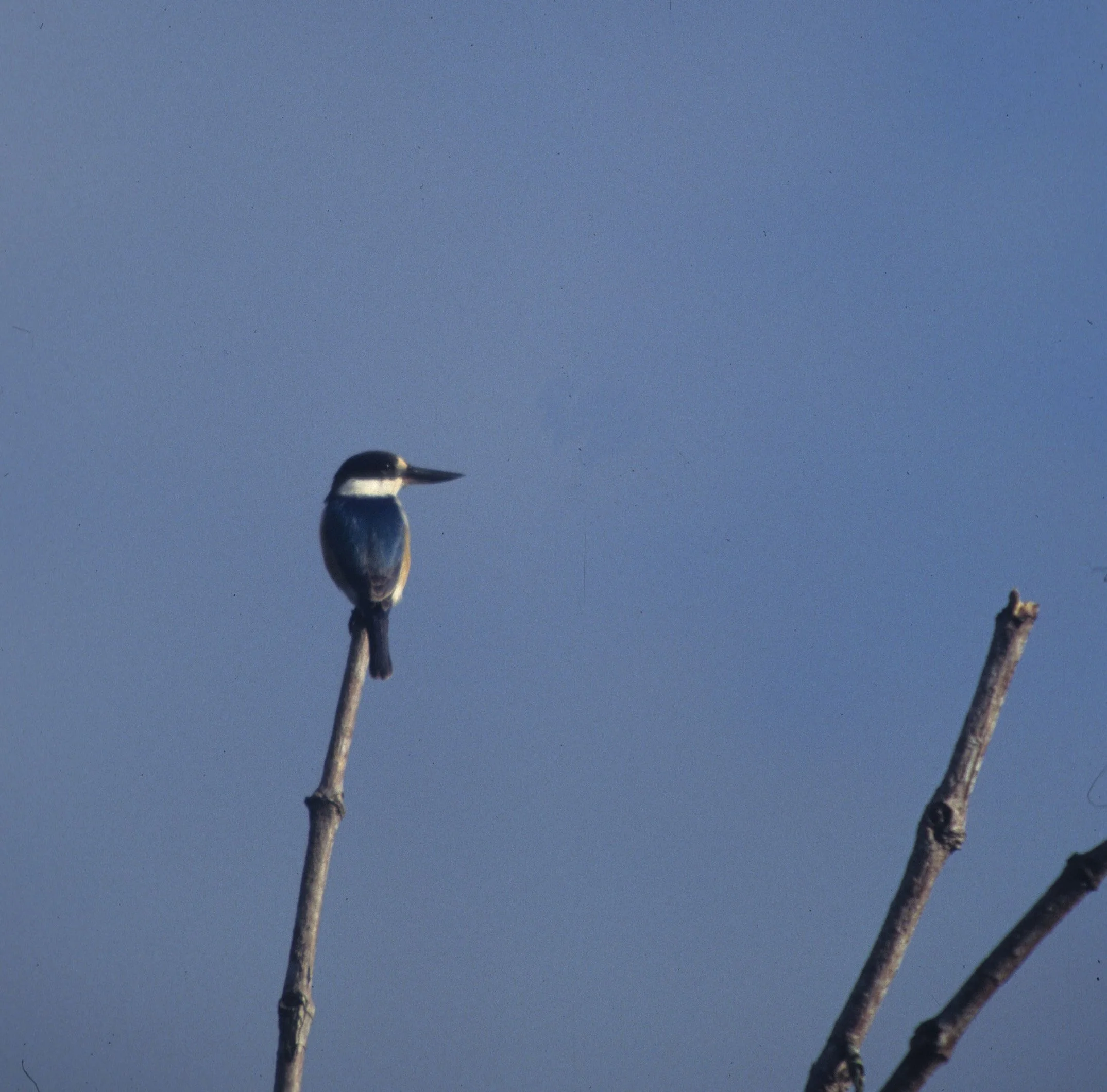 BIRD - KINGFISHER - AZURE - KAKADU AUSTRALIA  (3).jpg