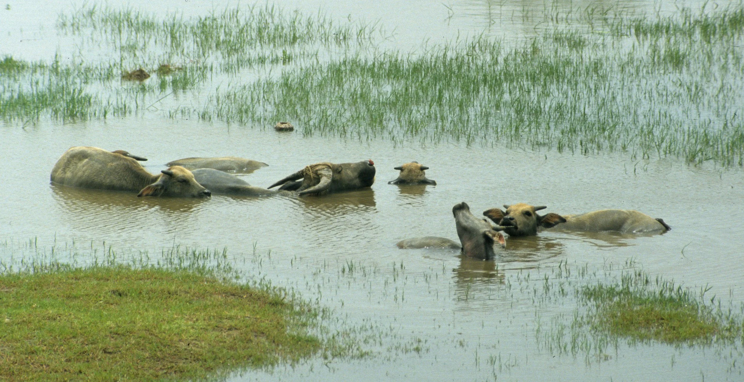 BOVID - WATER BUFFALO IN WATER.jpg