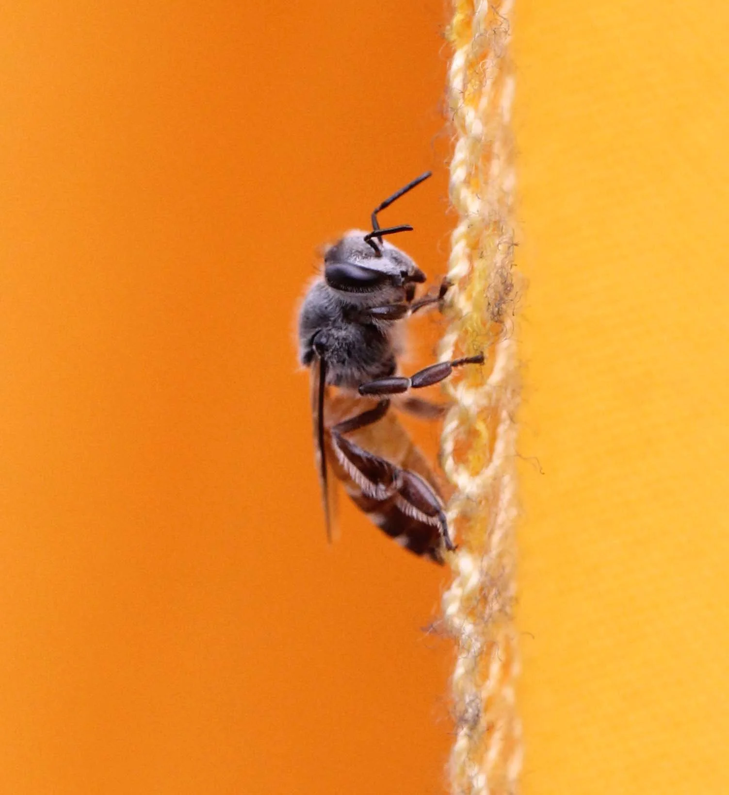 2013 Ayutthaya ISB Passion Day (122).JPG