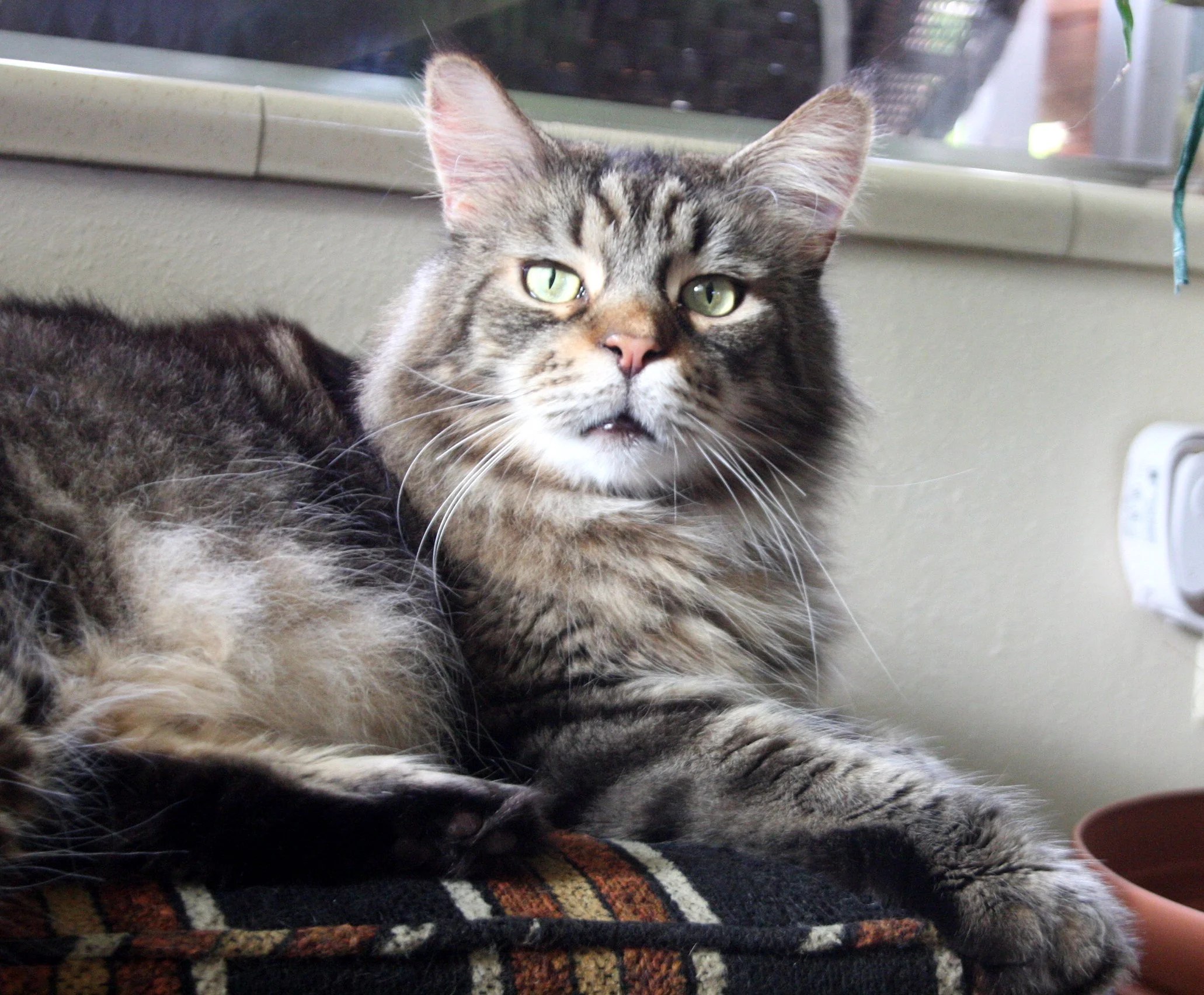 2009-10-31 CAT (6).JPG