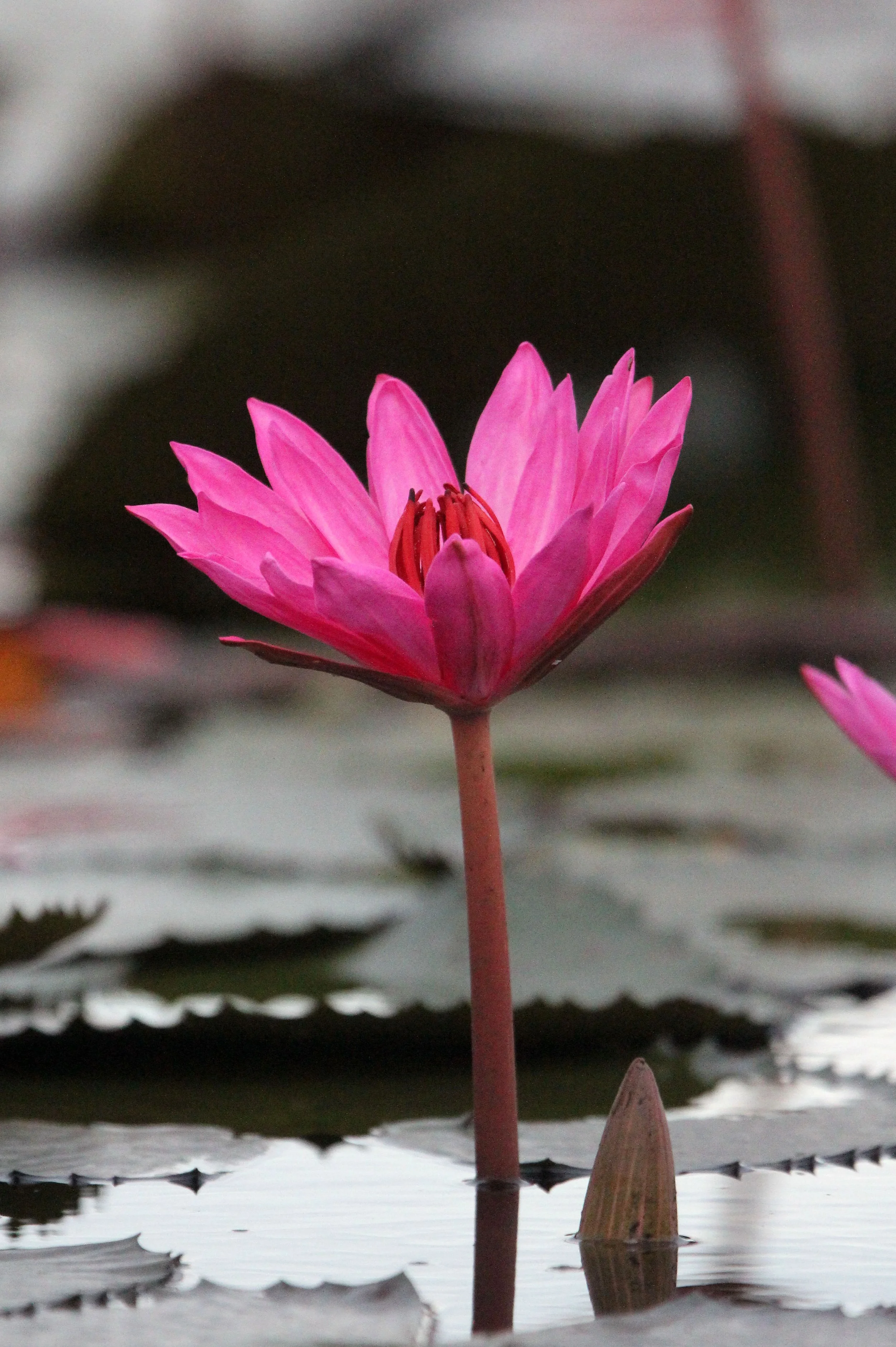 2018 Red Lotus Sea Wetlands Udon Thani Road Trip (74).JPG