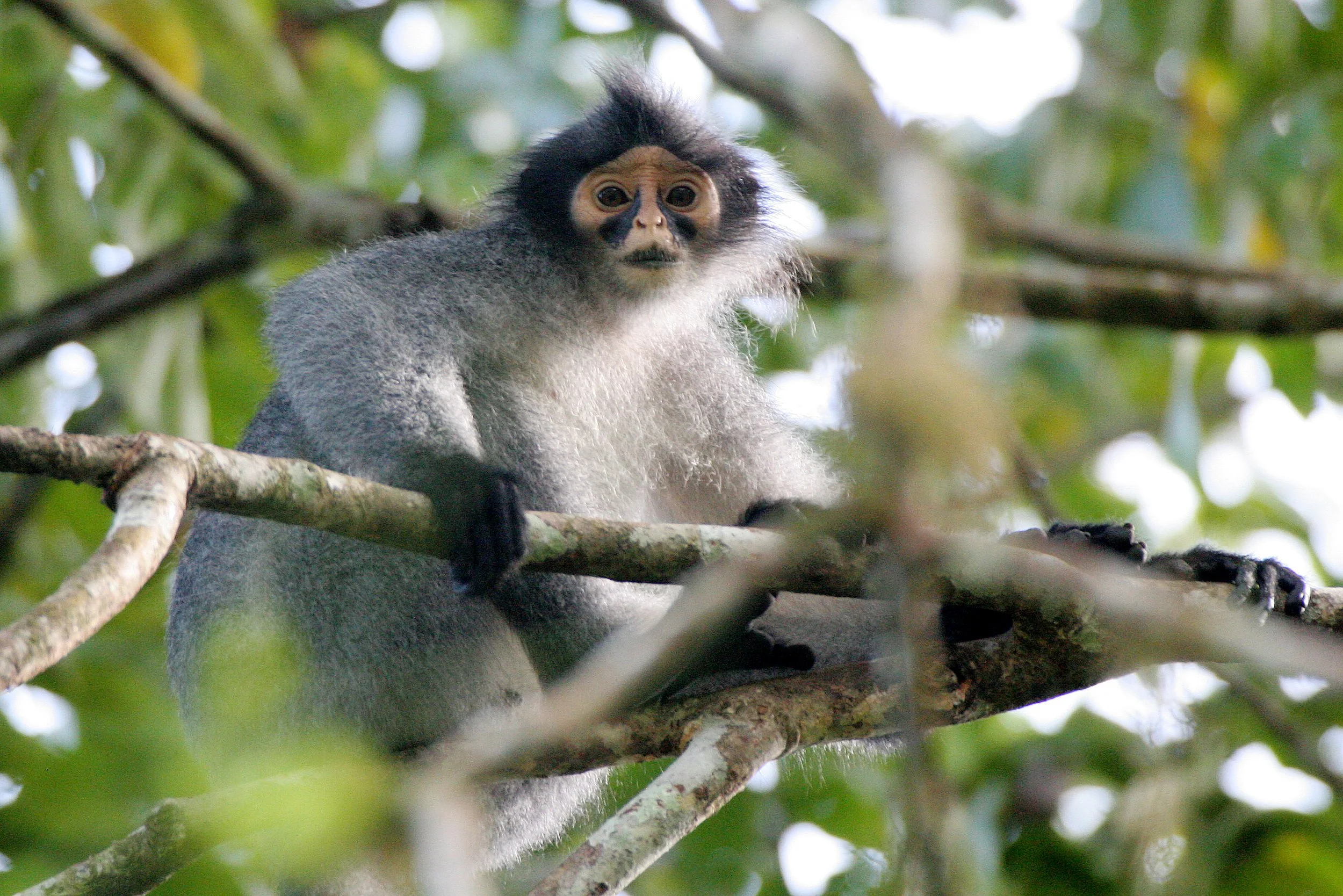 CERCOPITHECIDAE - Presbytis sabana - SABAH GRIZZLED LANGUR - TABIN WILDLIFE RESERVE  (38).JPG