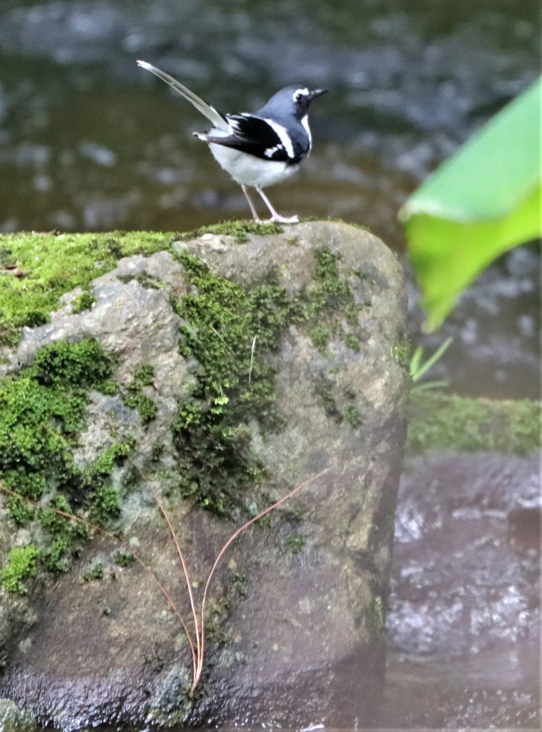 FORKTAIL - SLATY-BACKED FORKTAIL - Enicurus schistaceus - DOI INTHANON JULY 2 2021 (16).jpg