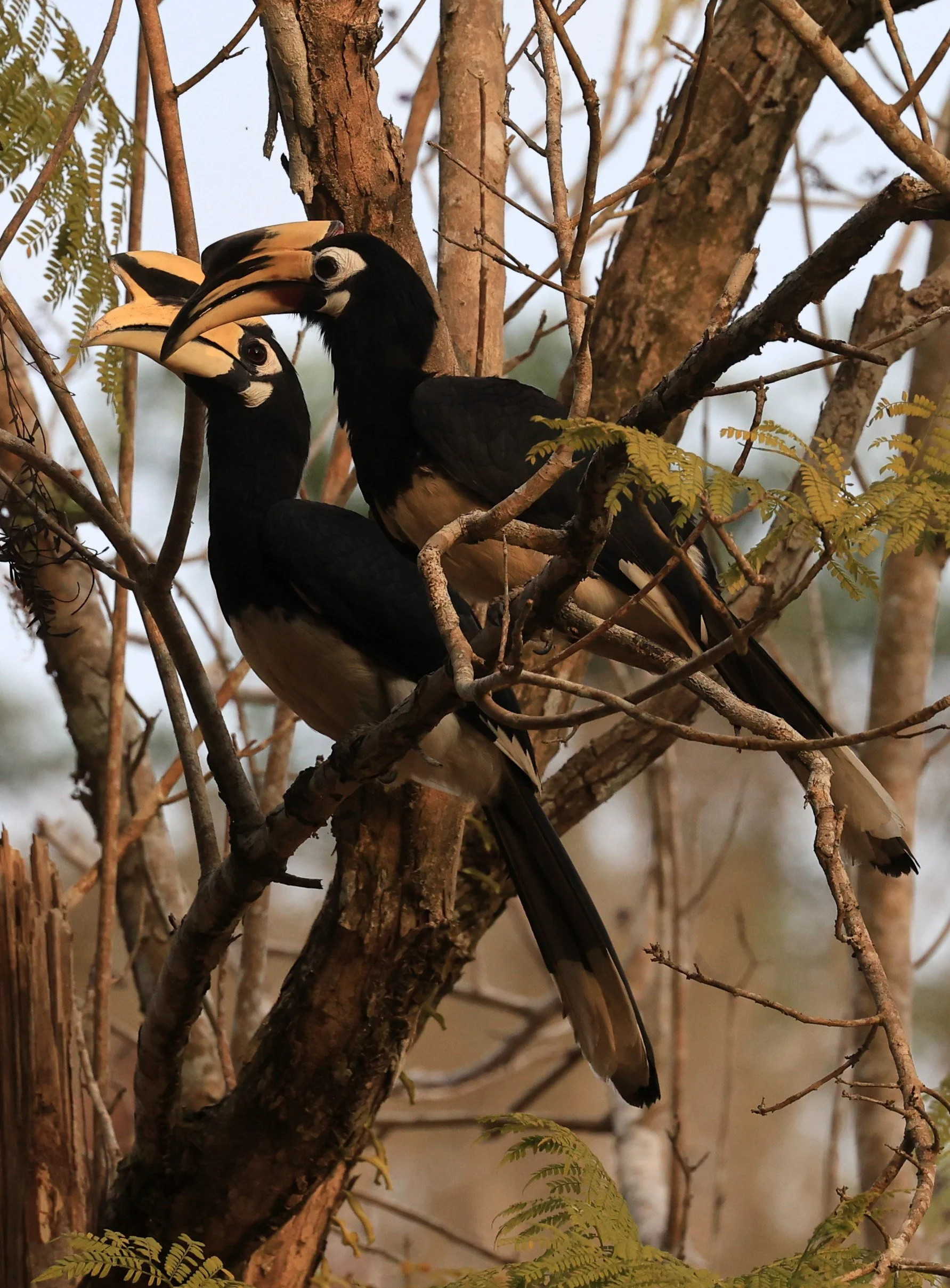Oriental pied hornbill (Anthracoceros albirostris) Khao Yai National Park Feb 2026 Day 3 (23).jpg