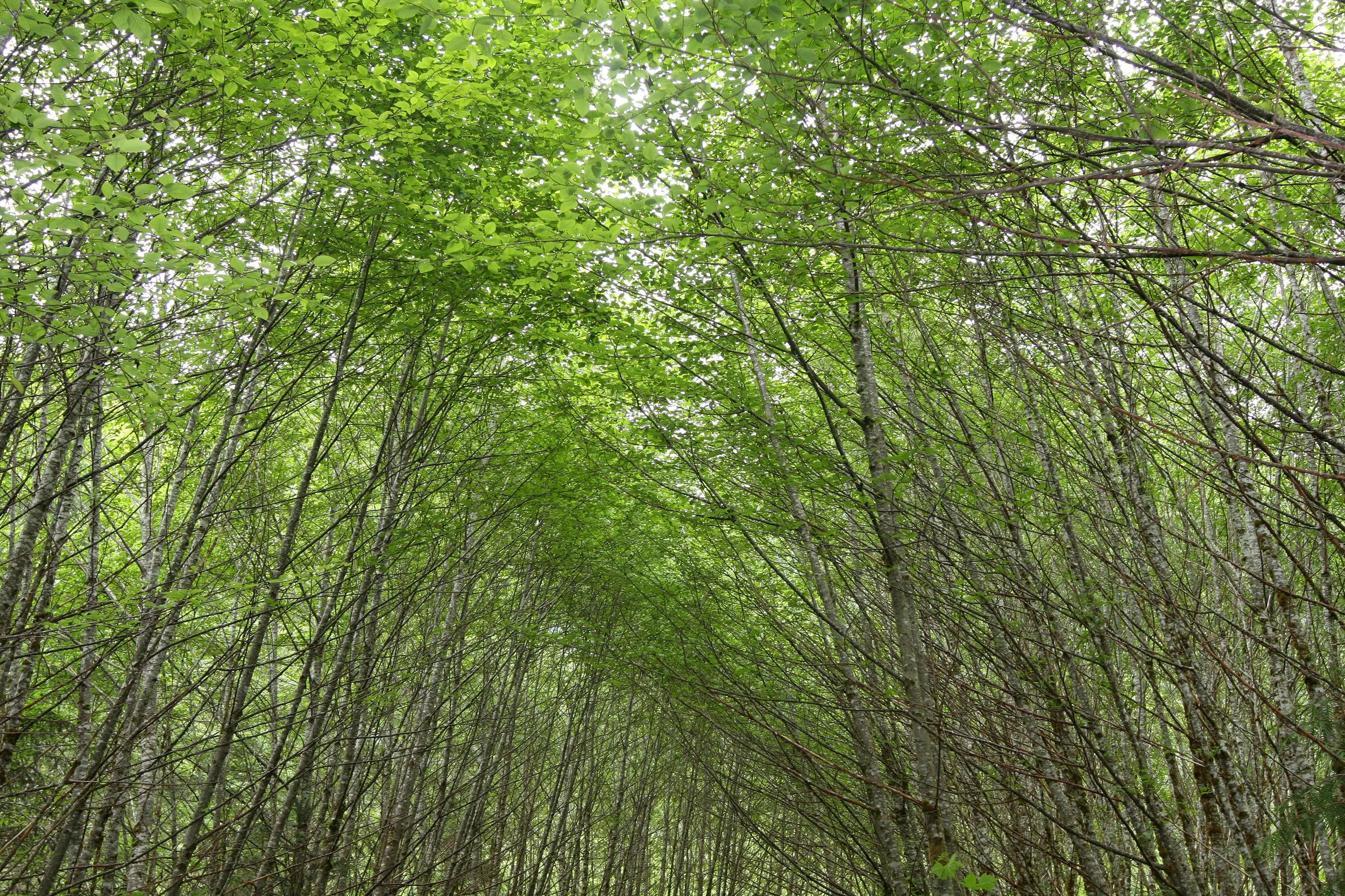 TRAPPER RICK'S - VIEWS AND RICK'S CABIN - THOMPSON SOUND BC (25).JPG