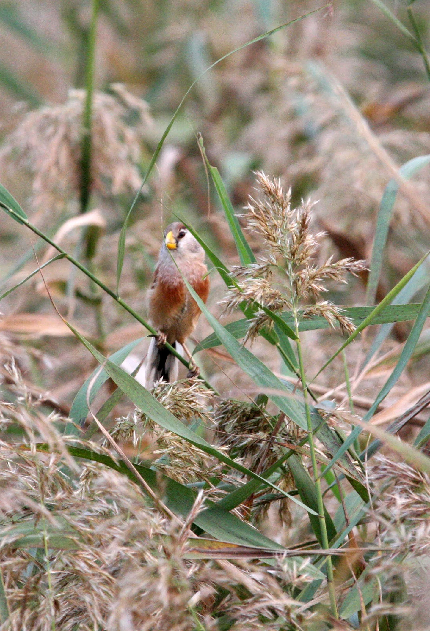 BIRD - PARROTBILL - REED PARROTBILL -  NANKOU, RUDONG, CHINA (21).JPG