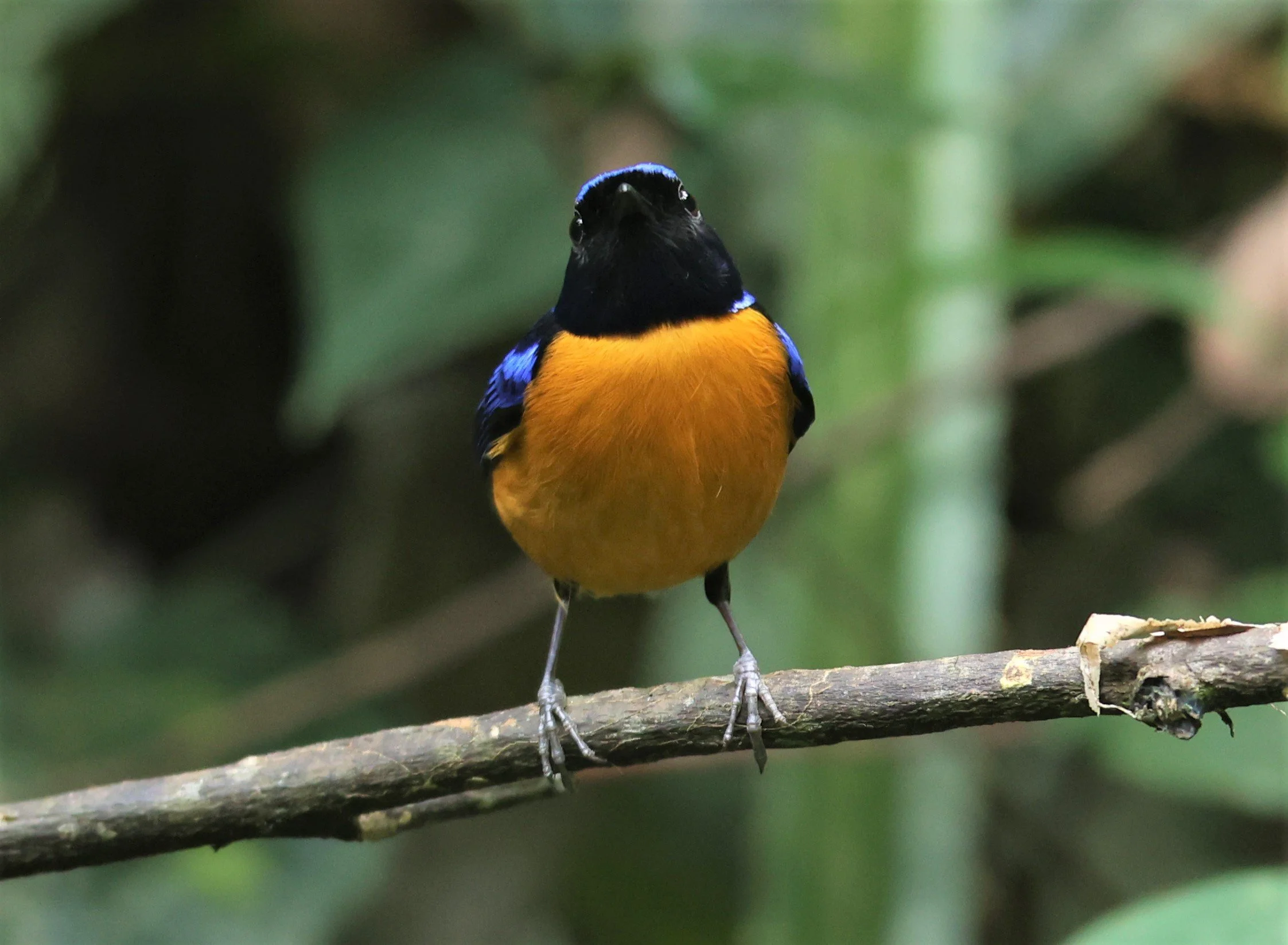 NILTAVA - RUFOUS-BELLIED NILTAVA - Niltava sundar - DOI INTHANON NP CHIANG MAI, DEC 2021 (2).JPG