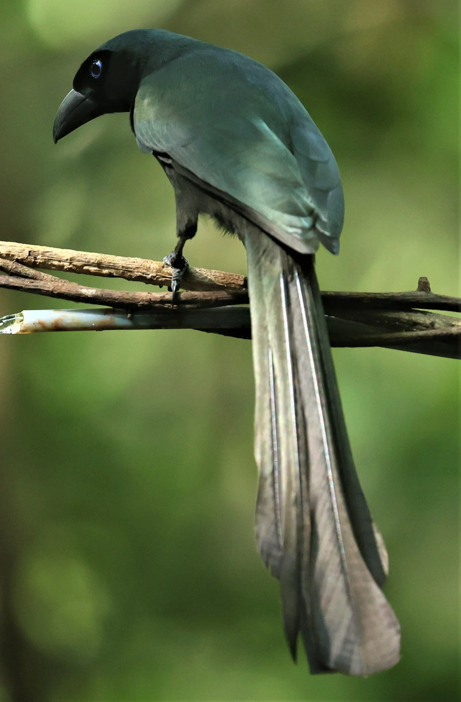 TREEPIE - RACKET-TAILED TREEPIE -Crypsirina temia - WAT THAM PRATHUM CHONBURI March 2022 (5).jpg
