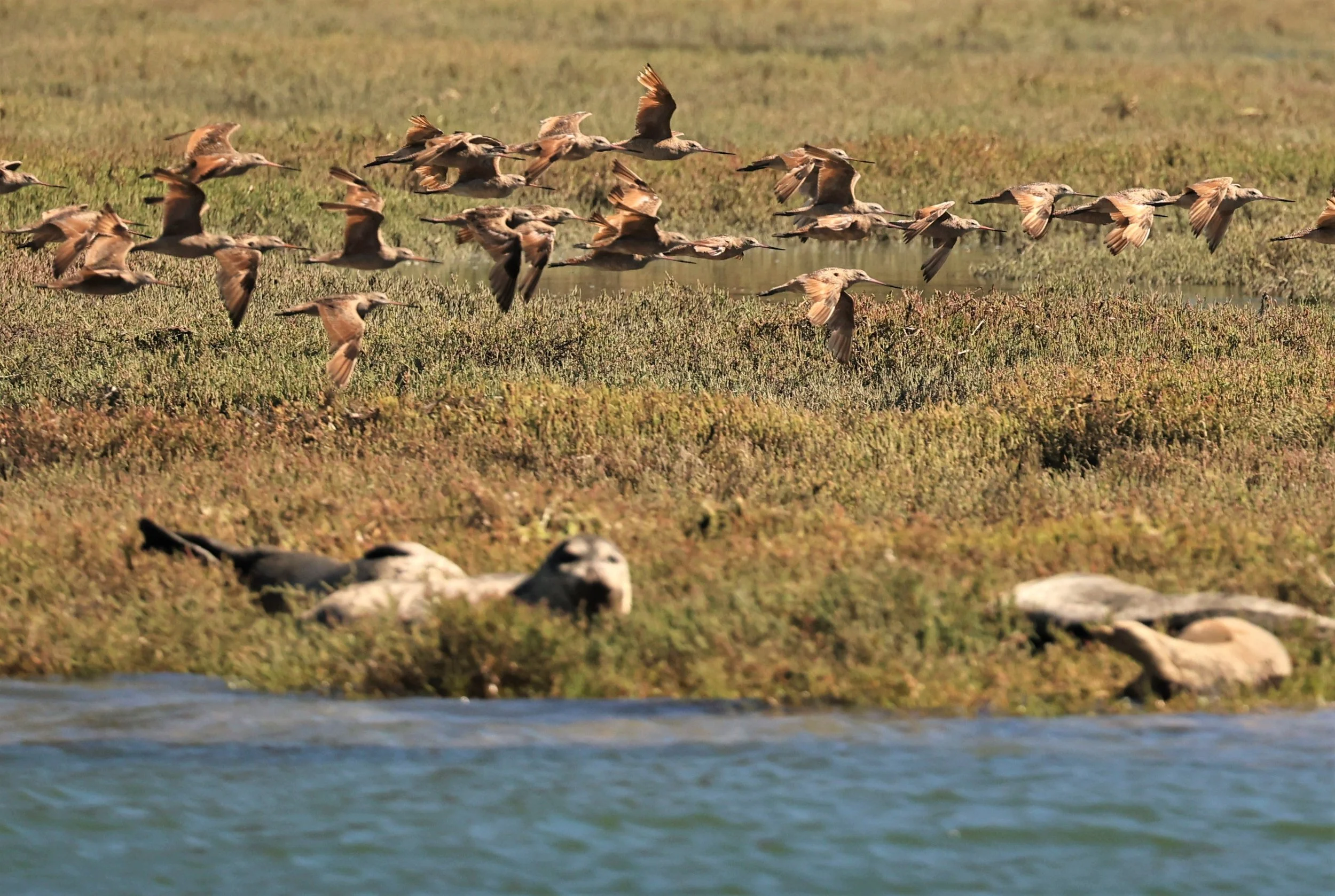 Limosa fedoa - MARBLED GODWIT - ELKHORN SLOUGH MOSS LANDING CALIFORNIA AUGUST 2022  (14).jpg