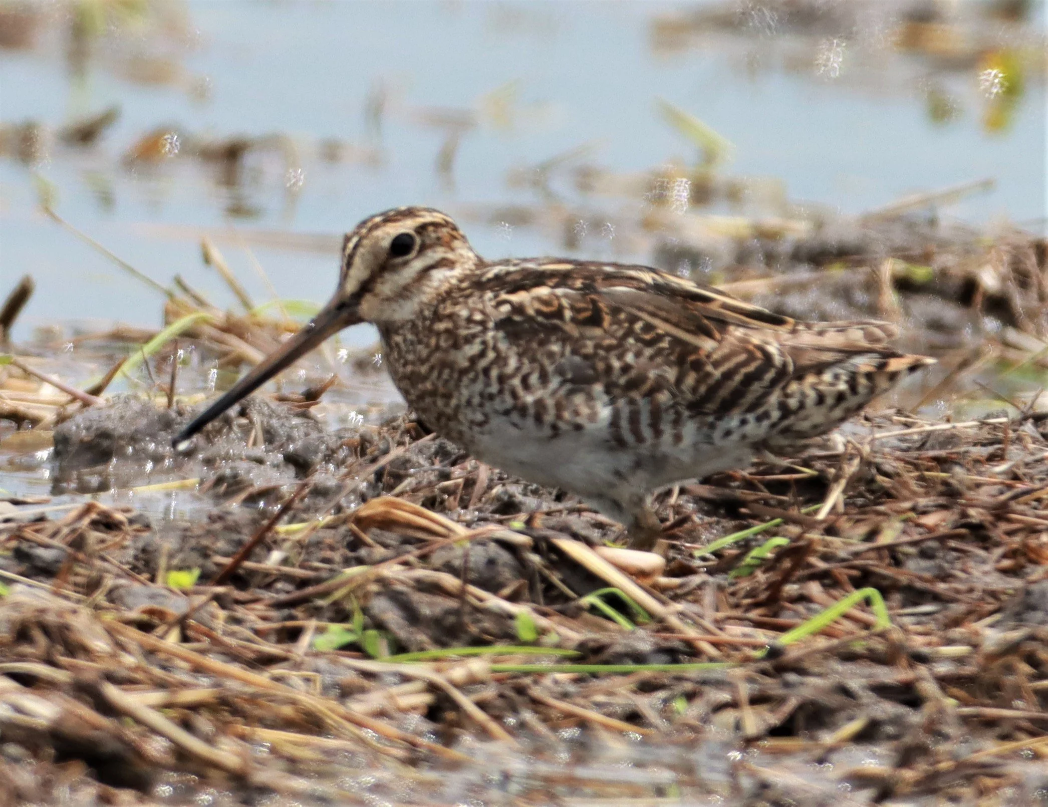 SNIPE - PINTAIL SNIPE - Gallinago stenura - PATHUM THANI RICE RESEARCH CENTER AUG 11 2021 (20).jpg