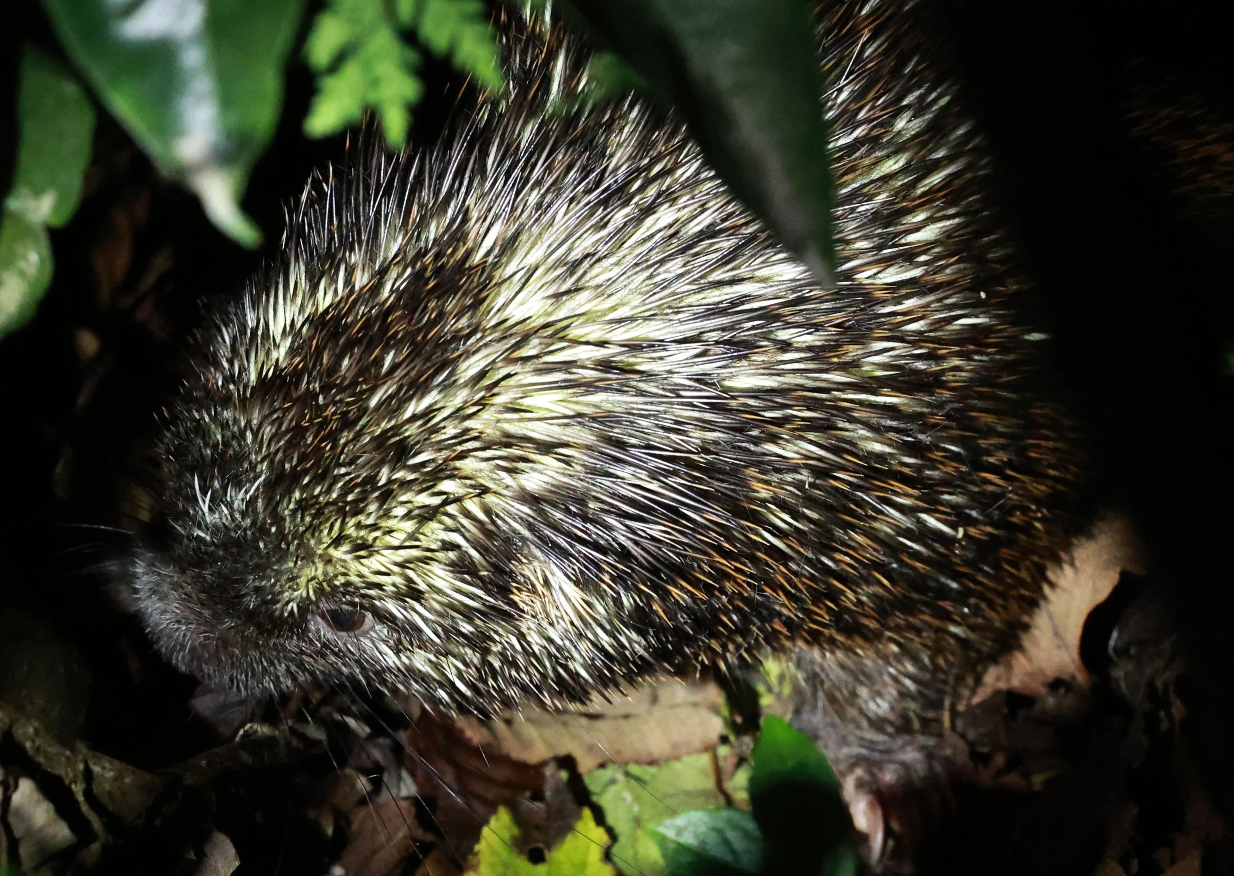 Genus Coendou. South American Porcupines — Coke Smith Wildlife