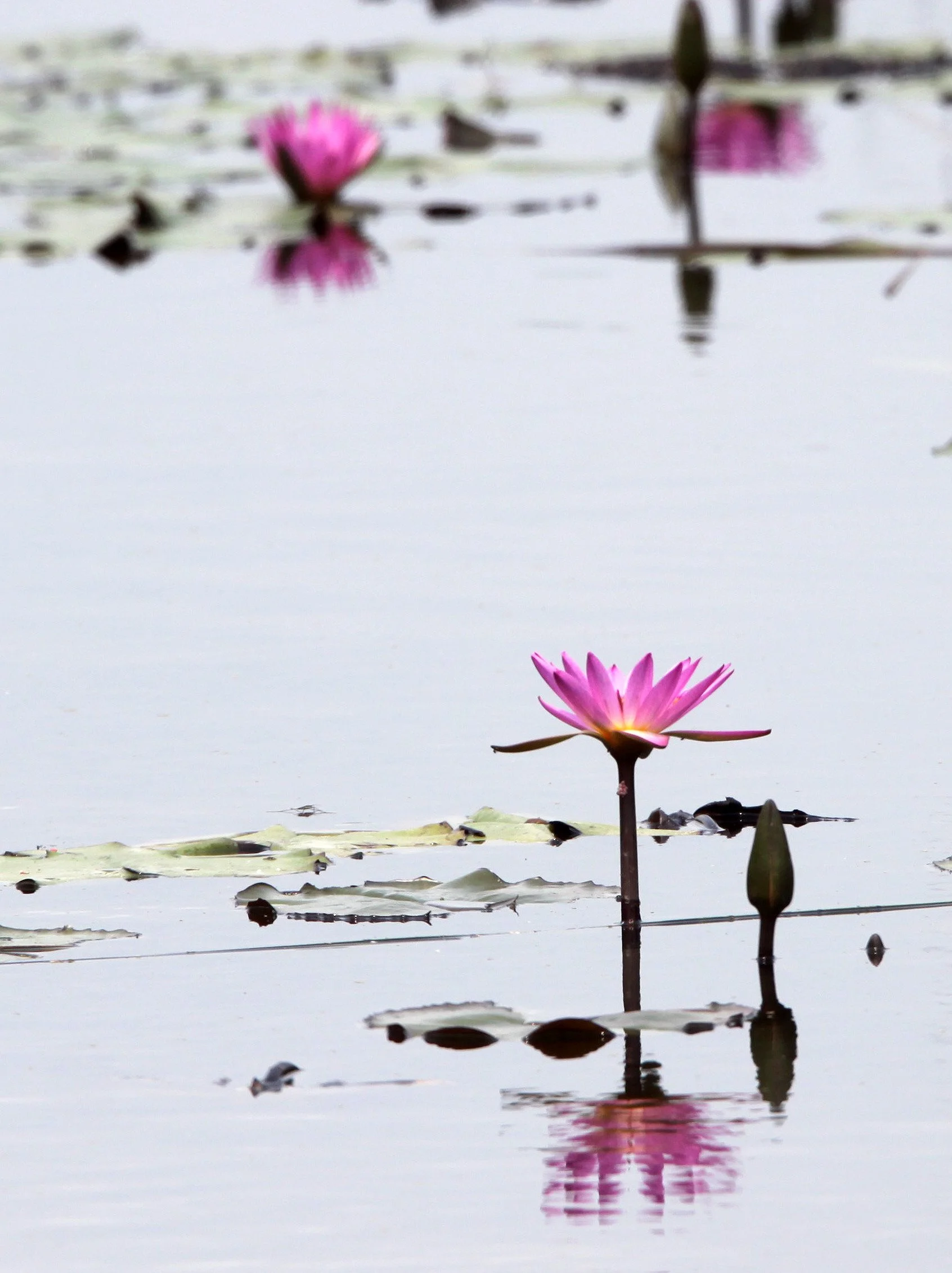 MAI PO WETLANDS HONG KONG (24).JPG