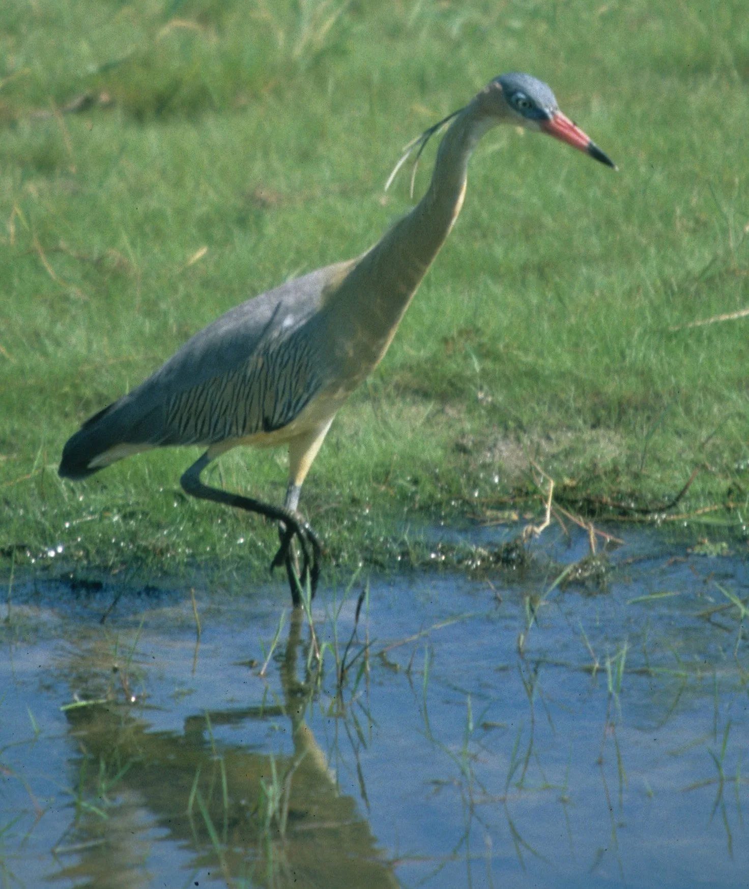 HERON - WHISTLING - Syrigma sibilatrix - PANTANAL BRAZIL (11).jpg