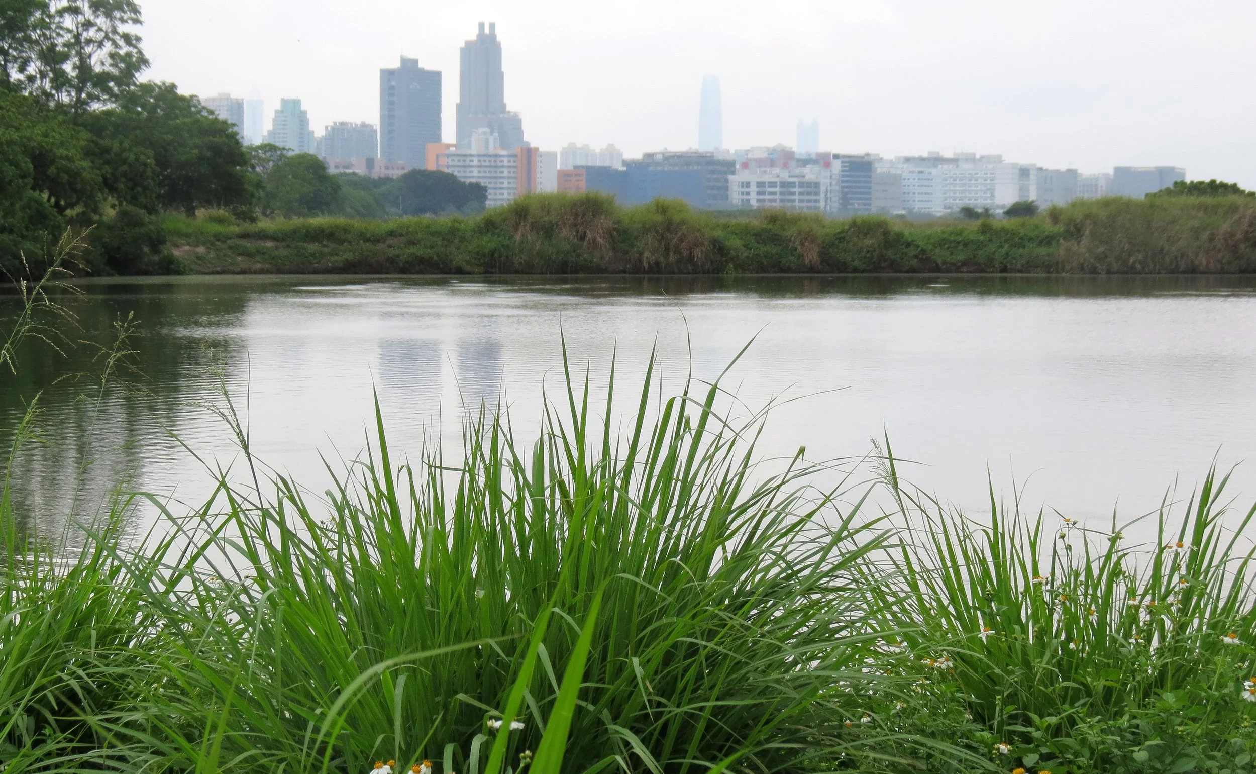 MAI PO WETLANDS HONG KONG (41).JPG