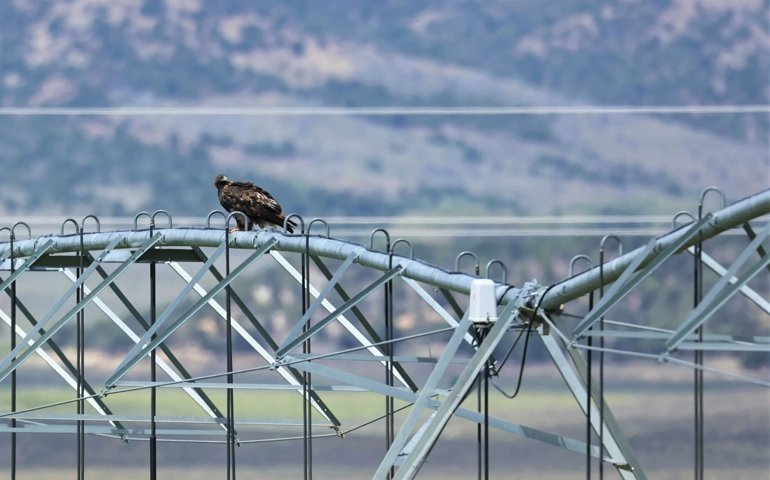 Aquila chrysaetos - GOLDEN EAGLE - CENTRAL UTAH 2022 (3).jpg
