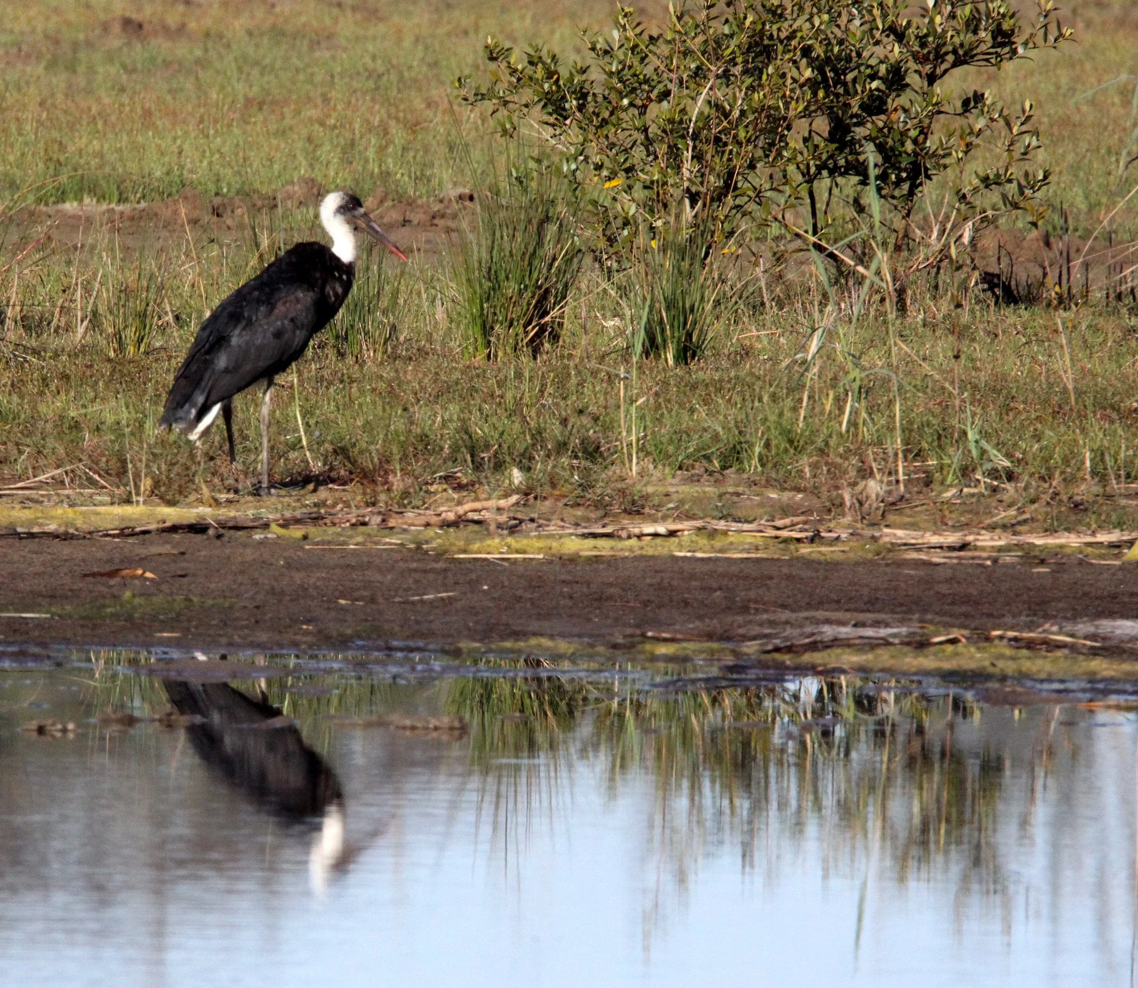 STORK - AFRICAN WOOLLY-NECKED STORK - Ciconia microscelis - SAINT LUCIA NATURE RESERVES SOUTH AFRICA (15).JPG