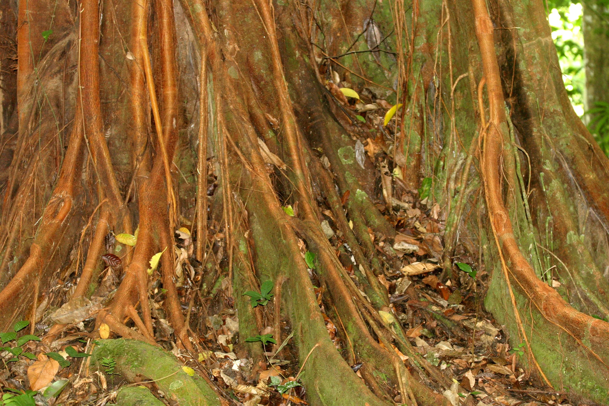 KRUNG CHIN NP - TREE SPECIES - FICUS SPECIES  (2).JPG