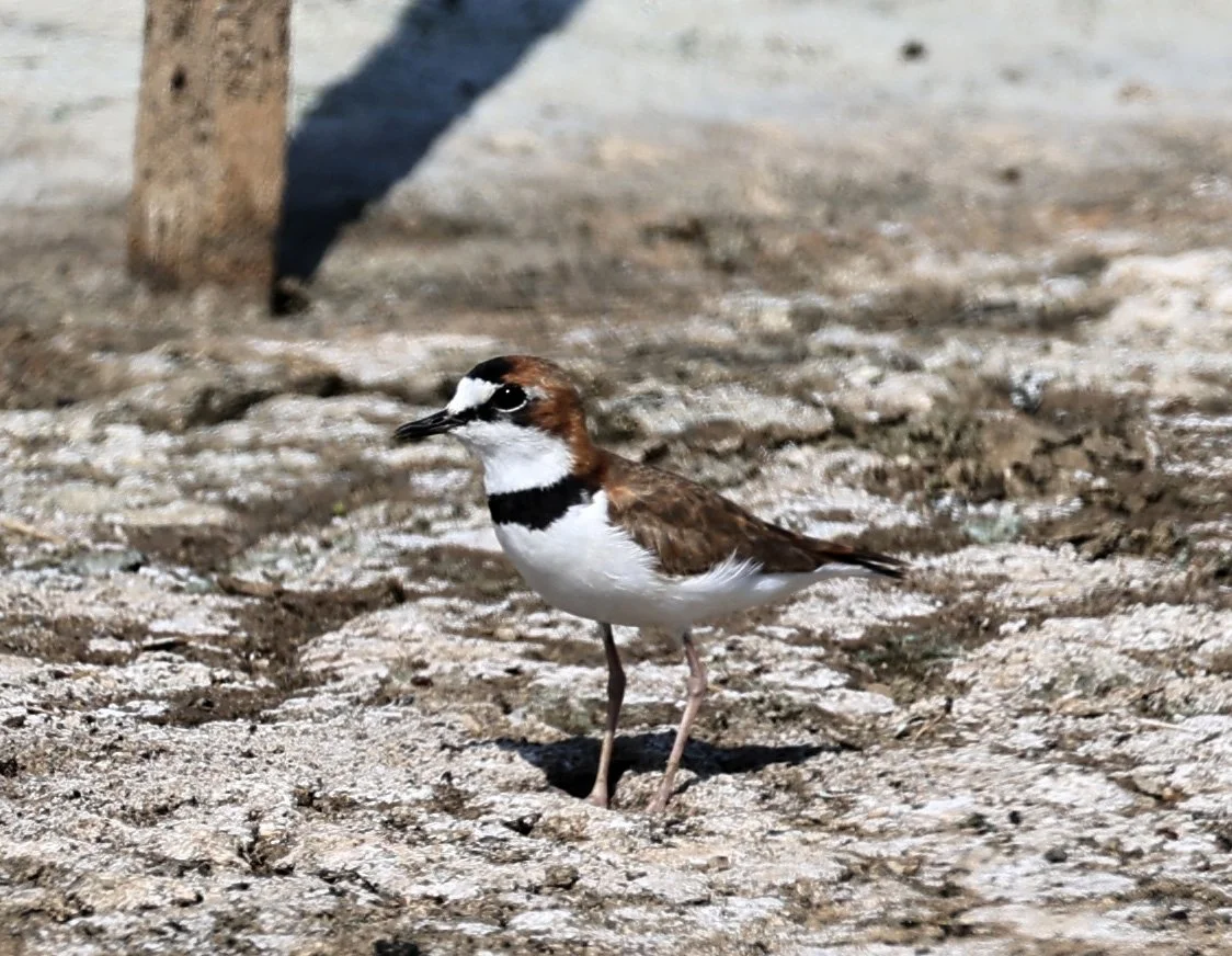Collared Plover (Anarhynchus collaris) Chaco Lodge & Laguna Salada Paraguay (14).jpg