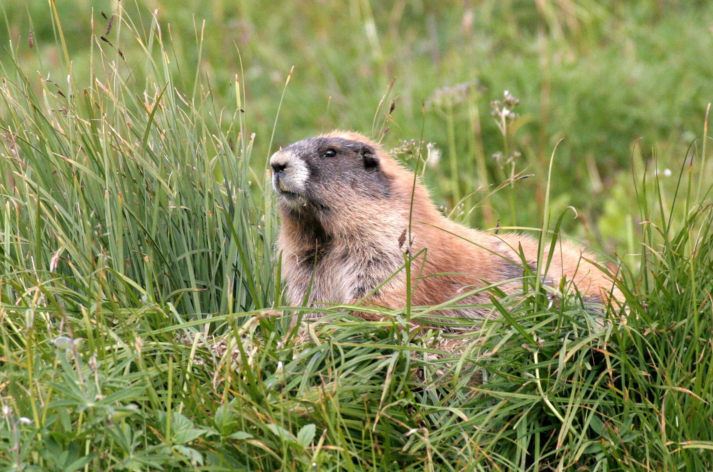 RODENT - MARMOT - OLYMPIC MARMOT - OLYMPIC NATIONAL PARK (51).JPG