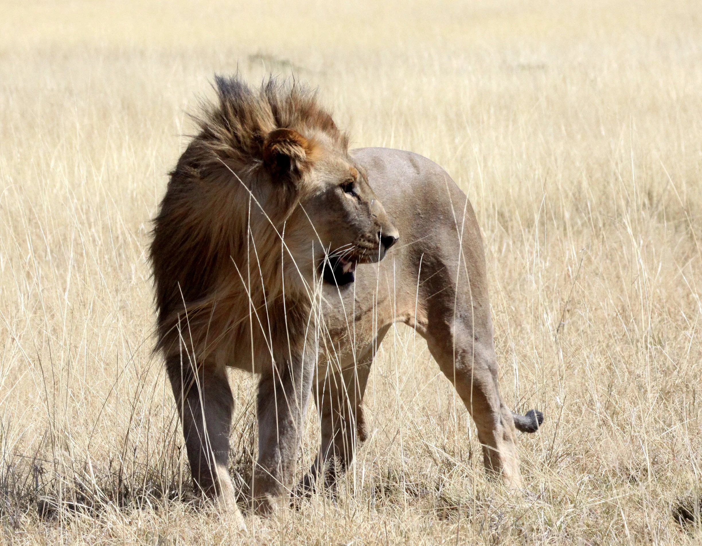Panthera leo melanochaita - AFRICAN LION - THREE MALES - ETOSHA NATIONAL PARK NAMIBIA (119).JPG