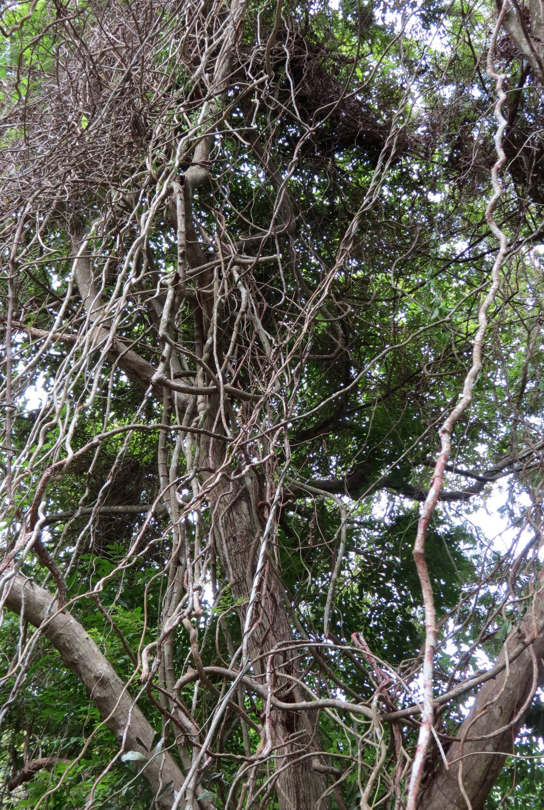 2014 Koh Lanta Build (47).JPG