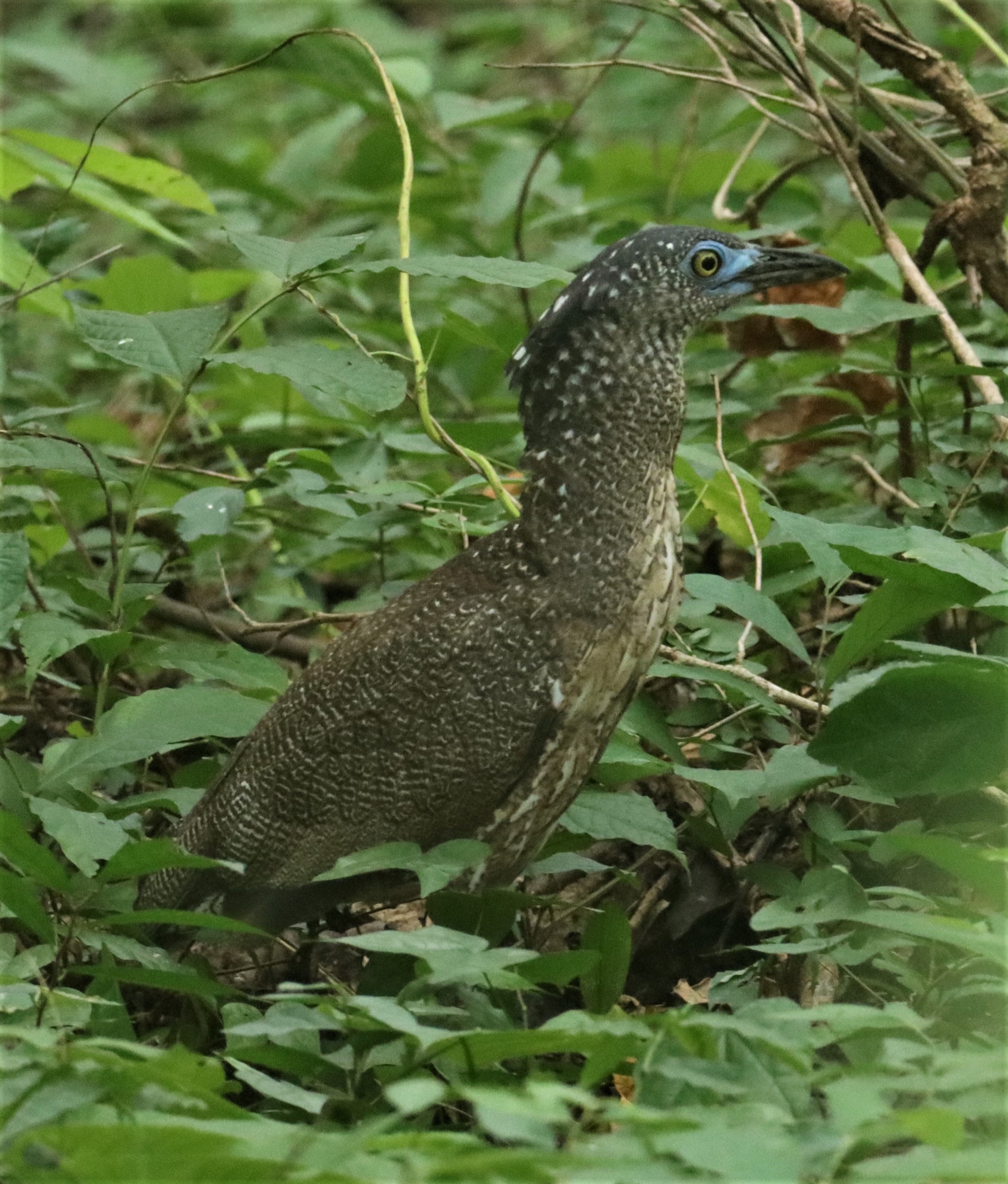 Malaysian Night Heron (Gorsachius melanolophus)