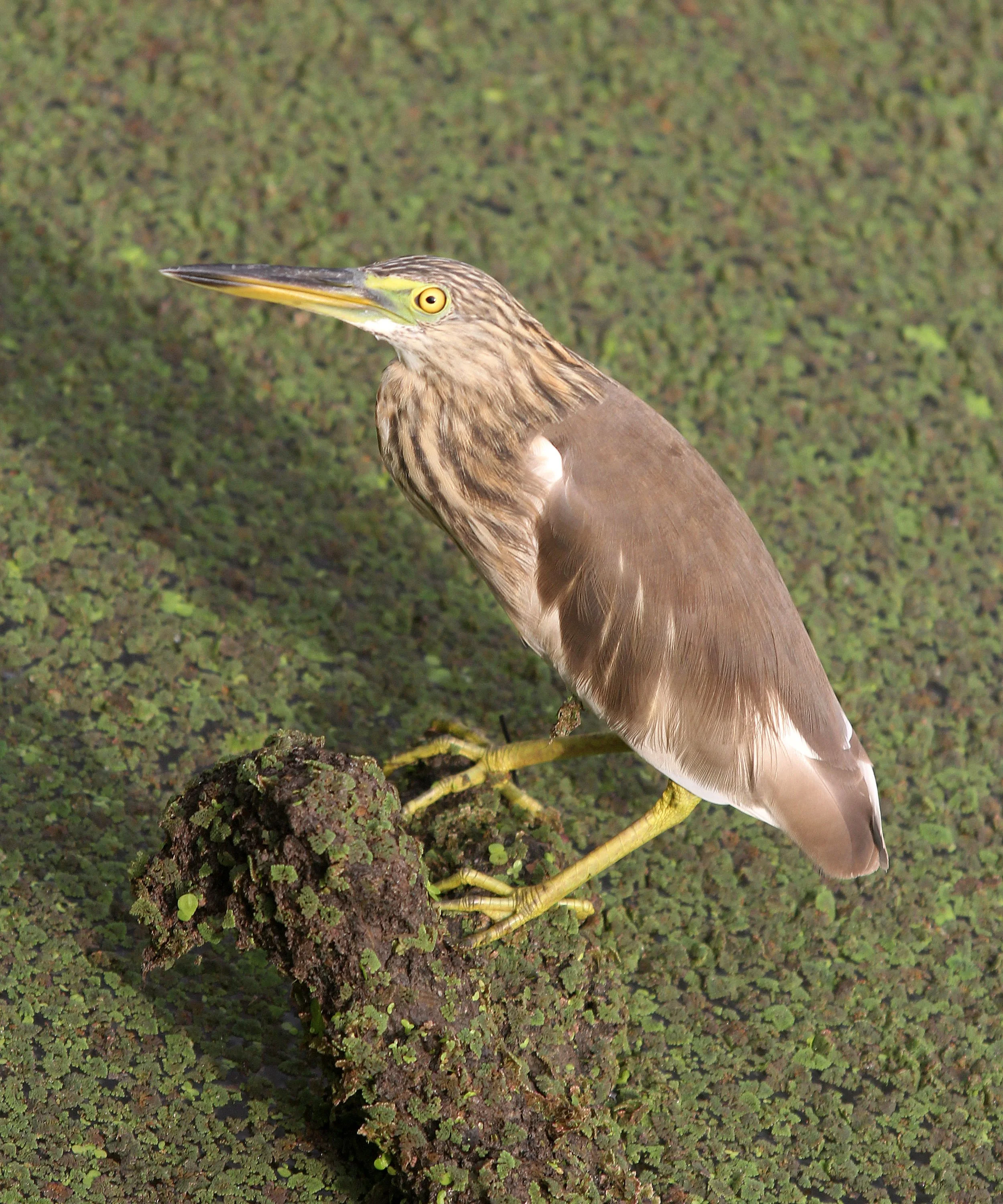 HERON - JAVAN POND HERON - Ardeoloa speciosa - KOH KRET, NONTHABURI THAILAND (2).JPG
