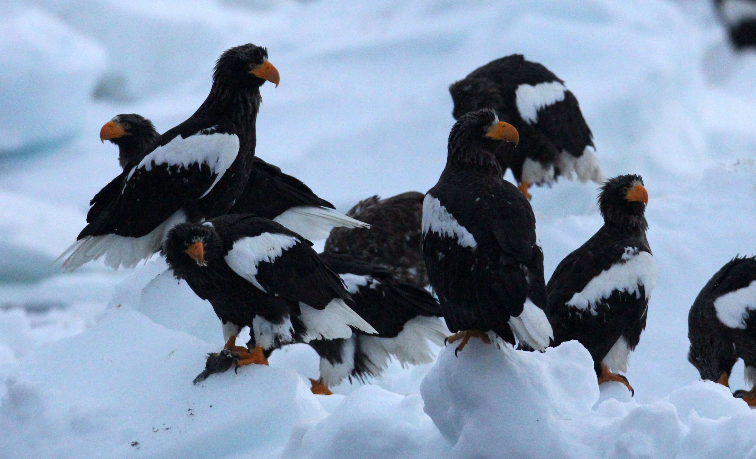 BIRD - EAGLE - STELLER'S SEA EAGLE - RAUSU, SHIRETOKO PENINSULA, HOKKAIDO JAPAN (108).JPG