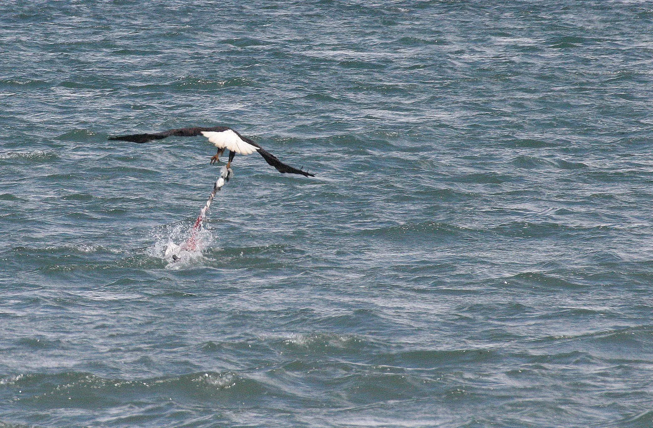Haliaeetus leucocephalus - AMERICAN BALD EAGLE - FISHING HUMBOLT SQUID - SEQUIM BAY WA (30).JPG