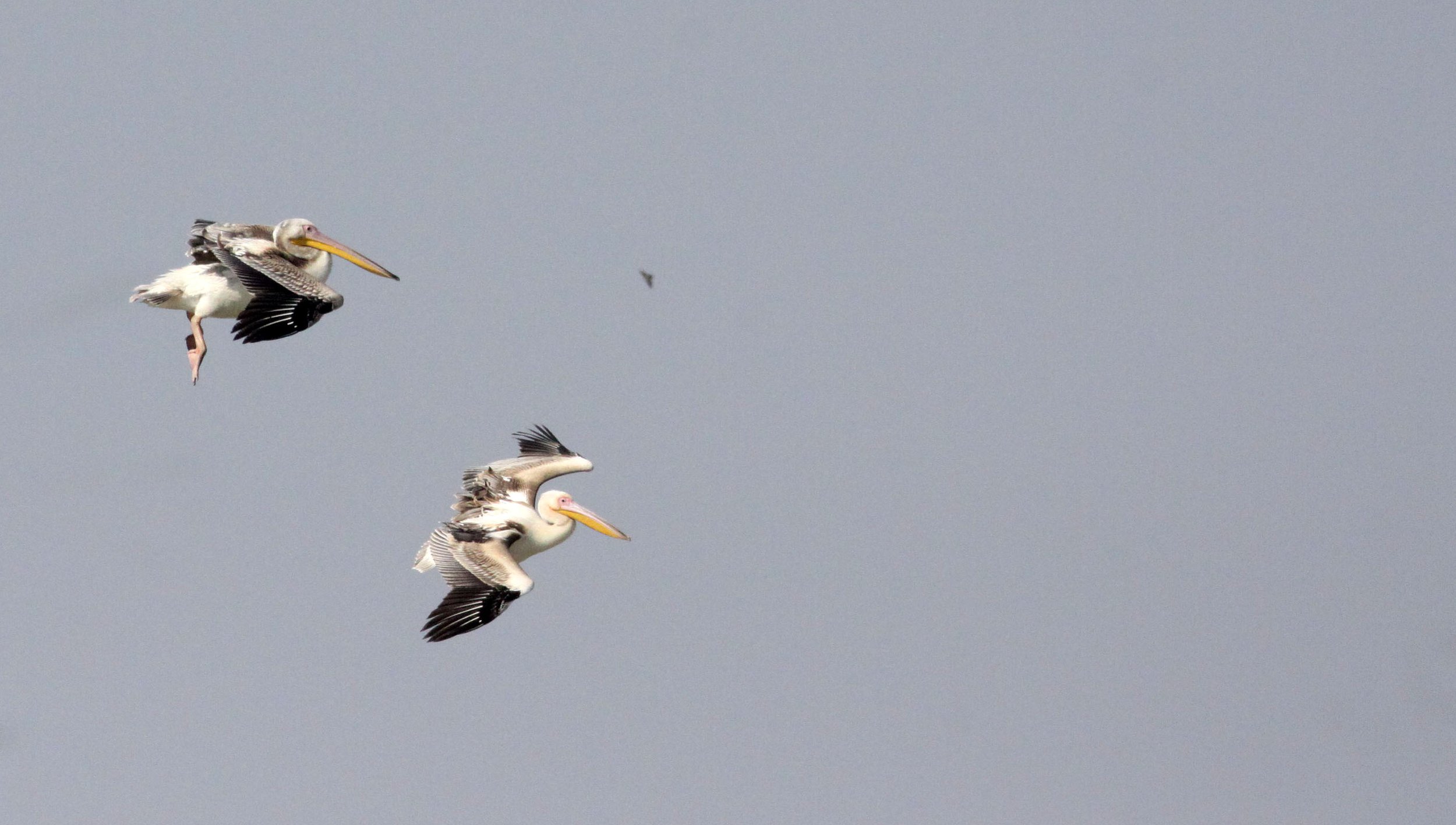 Pelecanus onocrotalus - GREAT WHITE PELICAN - BLACKBUCK NATIONAL PARK VELEVADAR INDIA (7).JPG