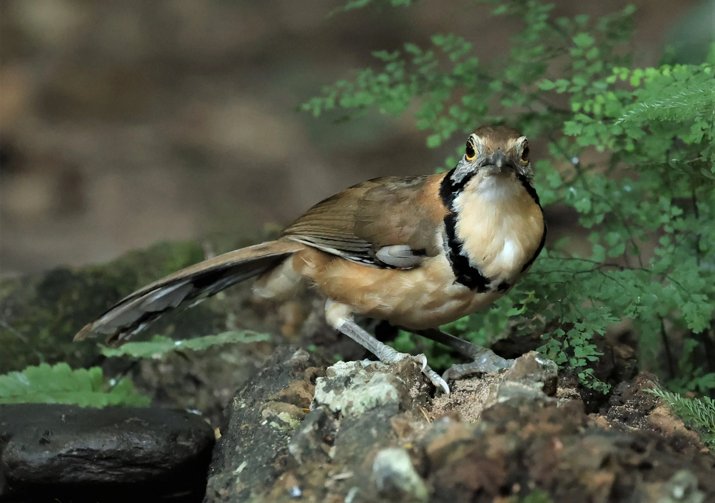 LAUGHINGTHRUSH - GREATER NECKLACED LAUGHINGTHRUSH - Garrulax pectoralis - PETCHABURI PROVINCE - NUY HIDE NEAR KAENG KRACHAN JAN 2022 (1).jpg