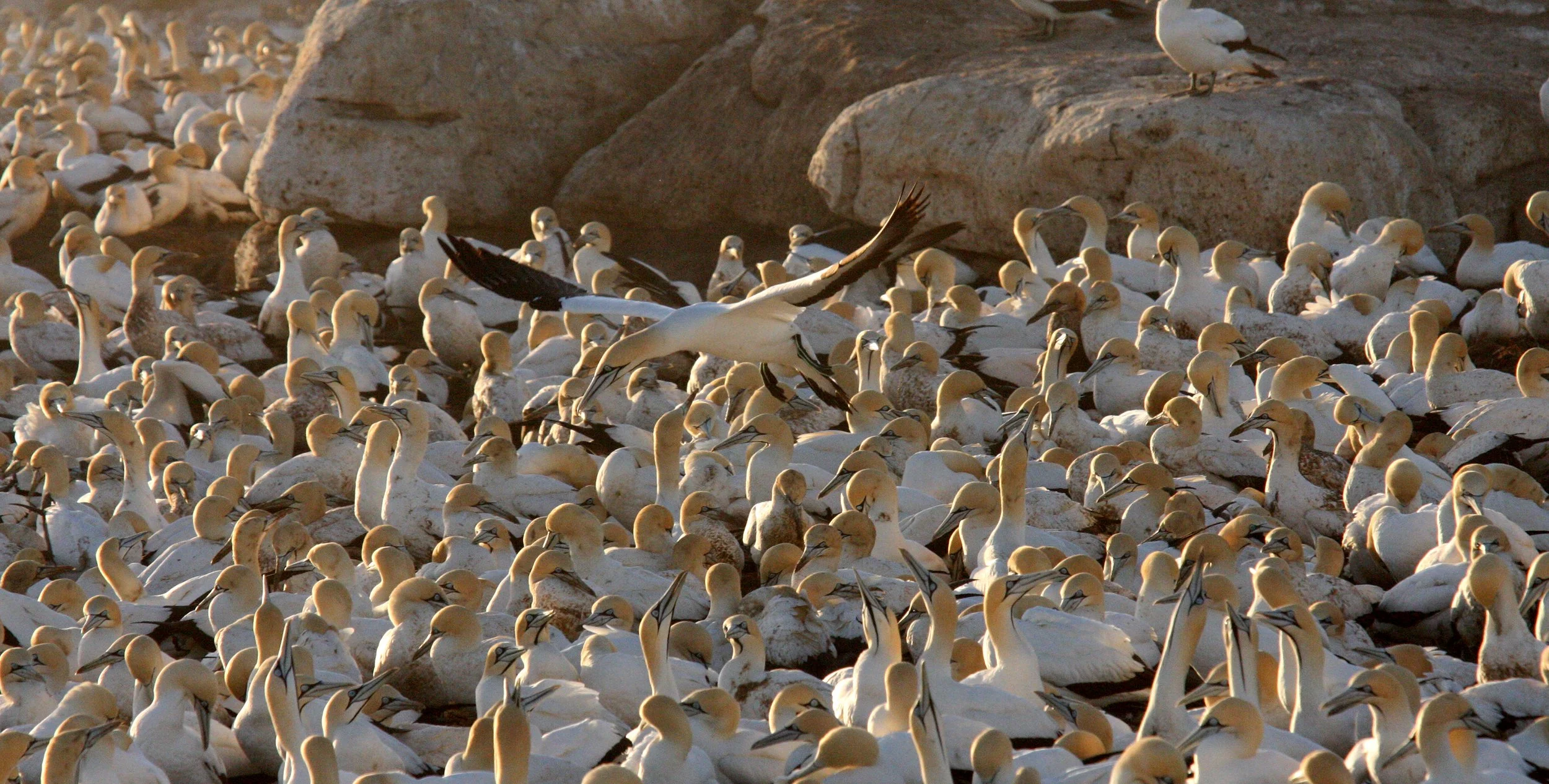 Cape gannet (Morus capensis) Lambert's Bay South Africa (7).JPG
