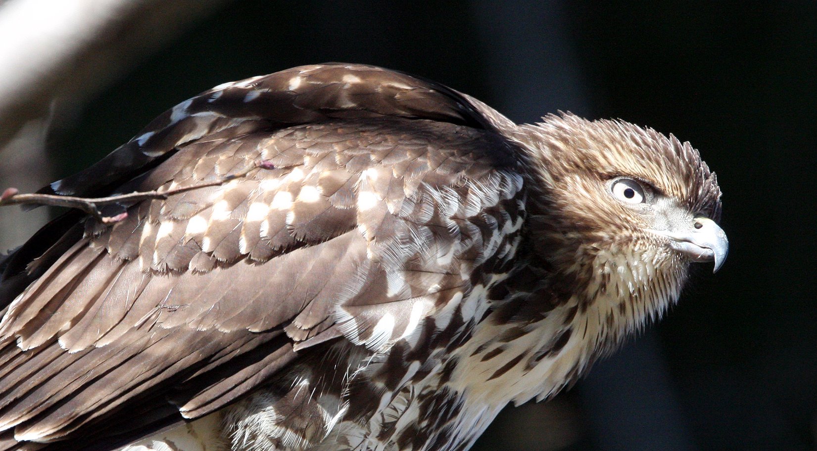 Buteo jamaicensis - RED-TAILED HAWK - TWIN RIVER ROAD OLYMPIC PENINSULA (14).JPG