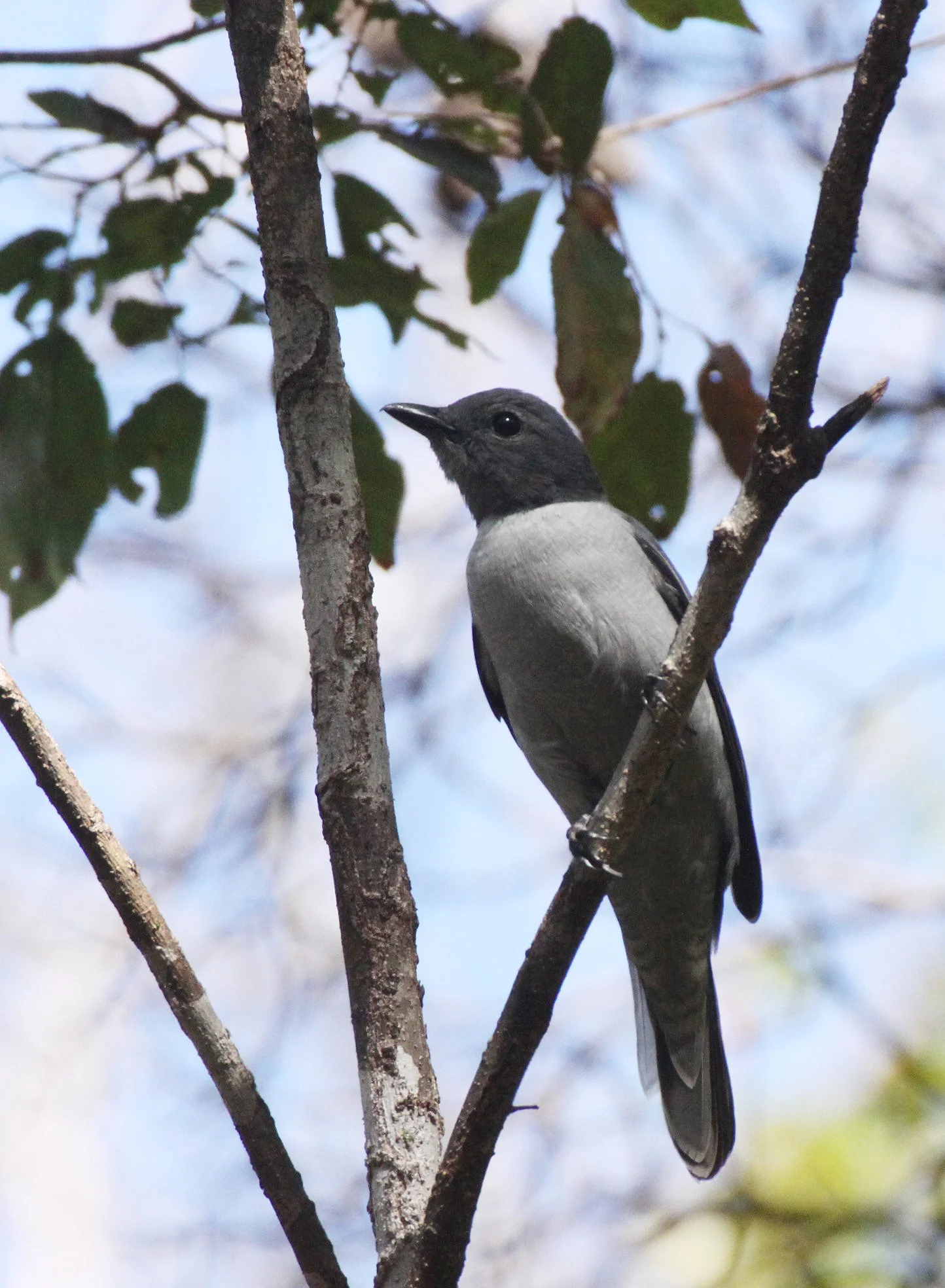 Madagascar Cuckooshrike (Ceblepyris cinereus) Ankarana NP Madagascar (9).JPG